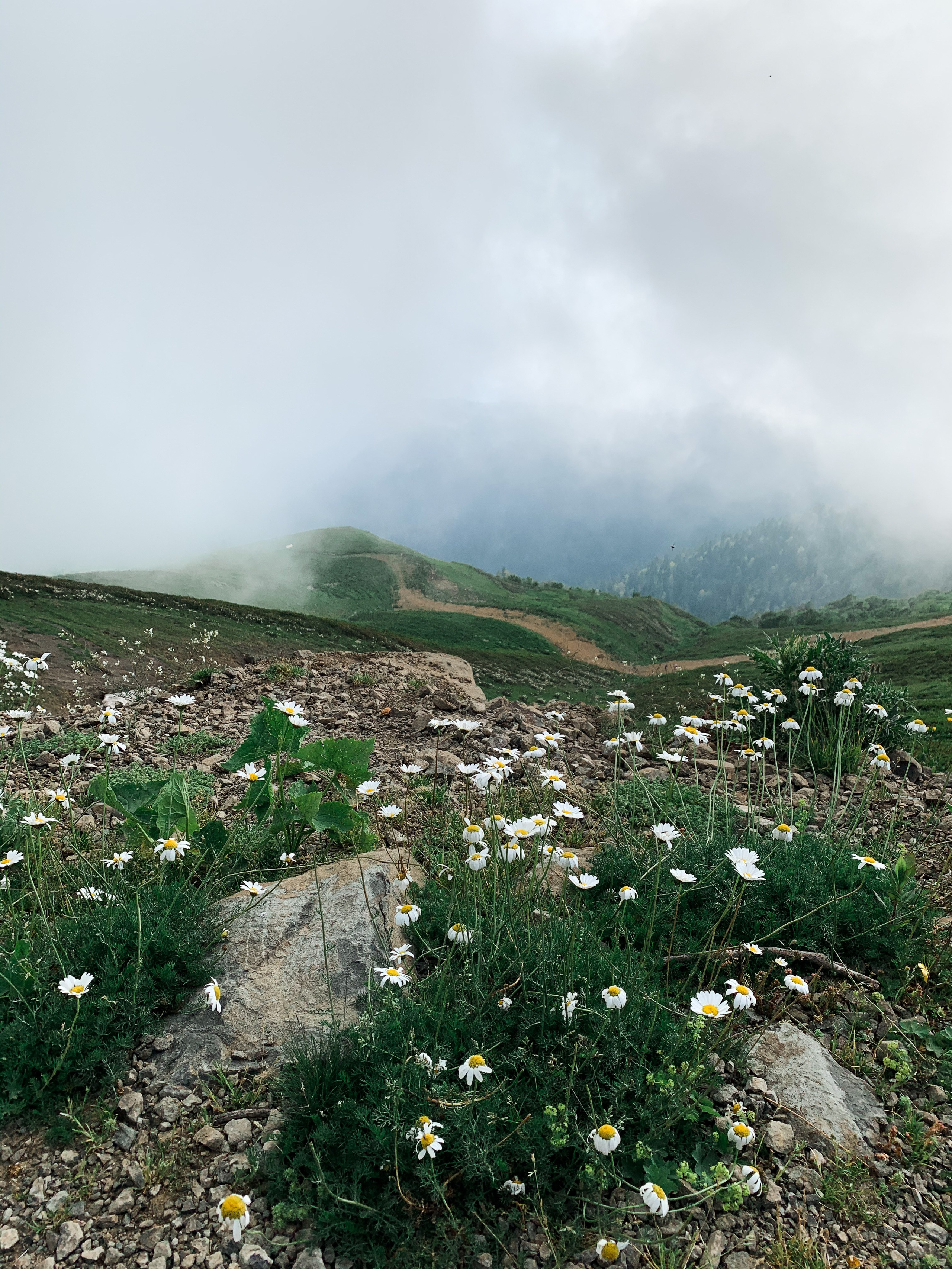 Автор: Туяра Местникова