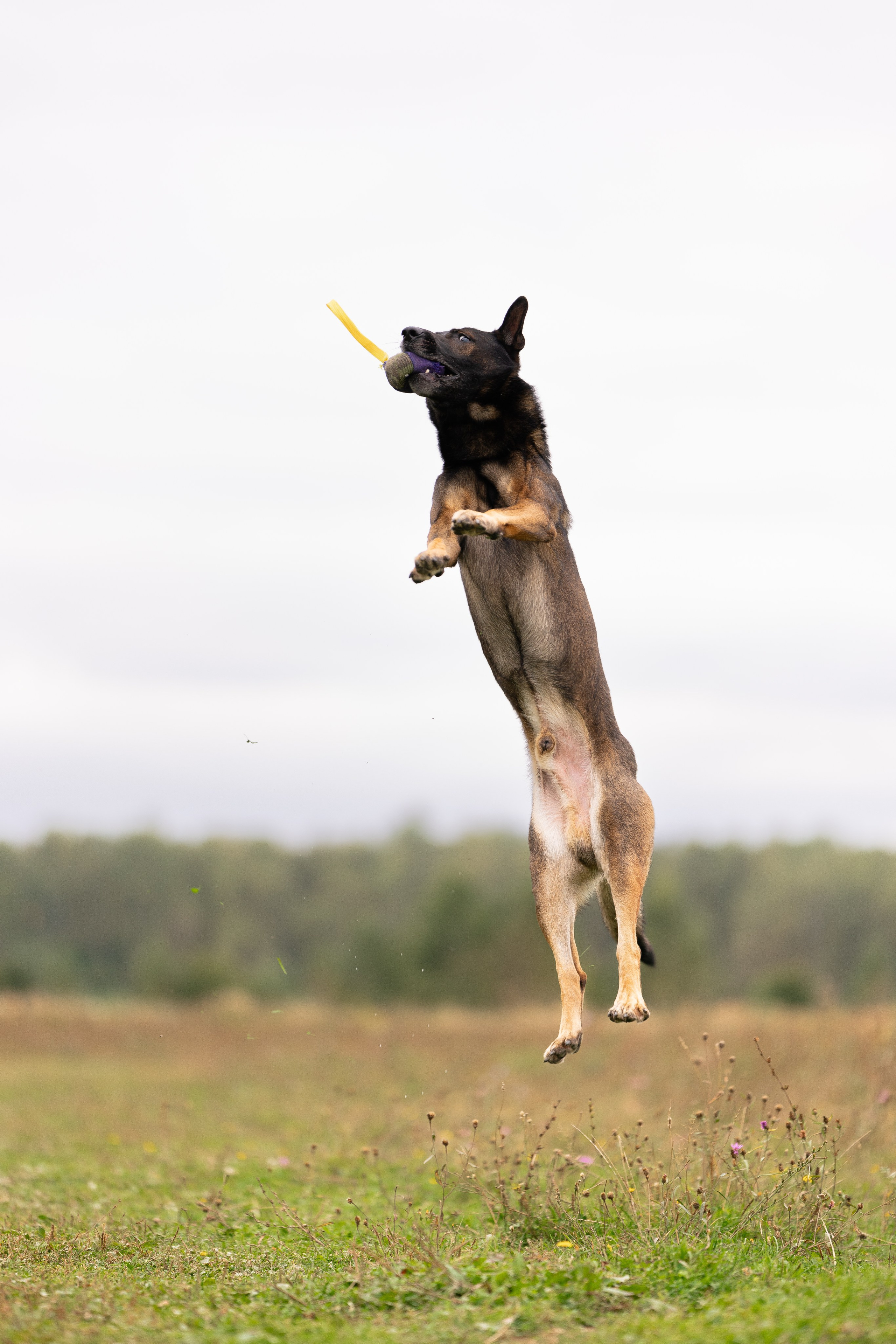 Макс. Фотограф и видеограф анималист Аганина Дарья