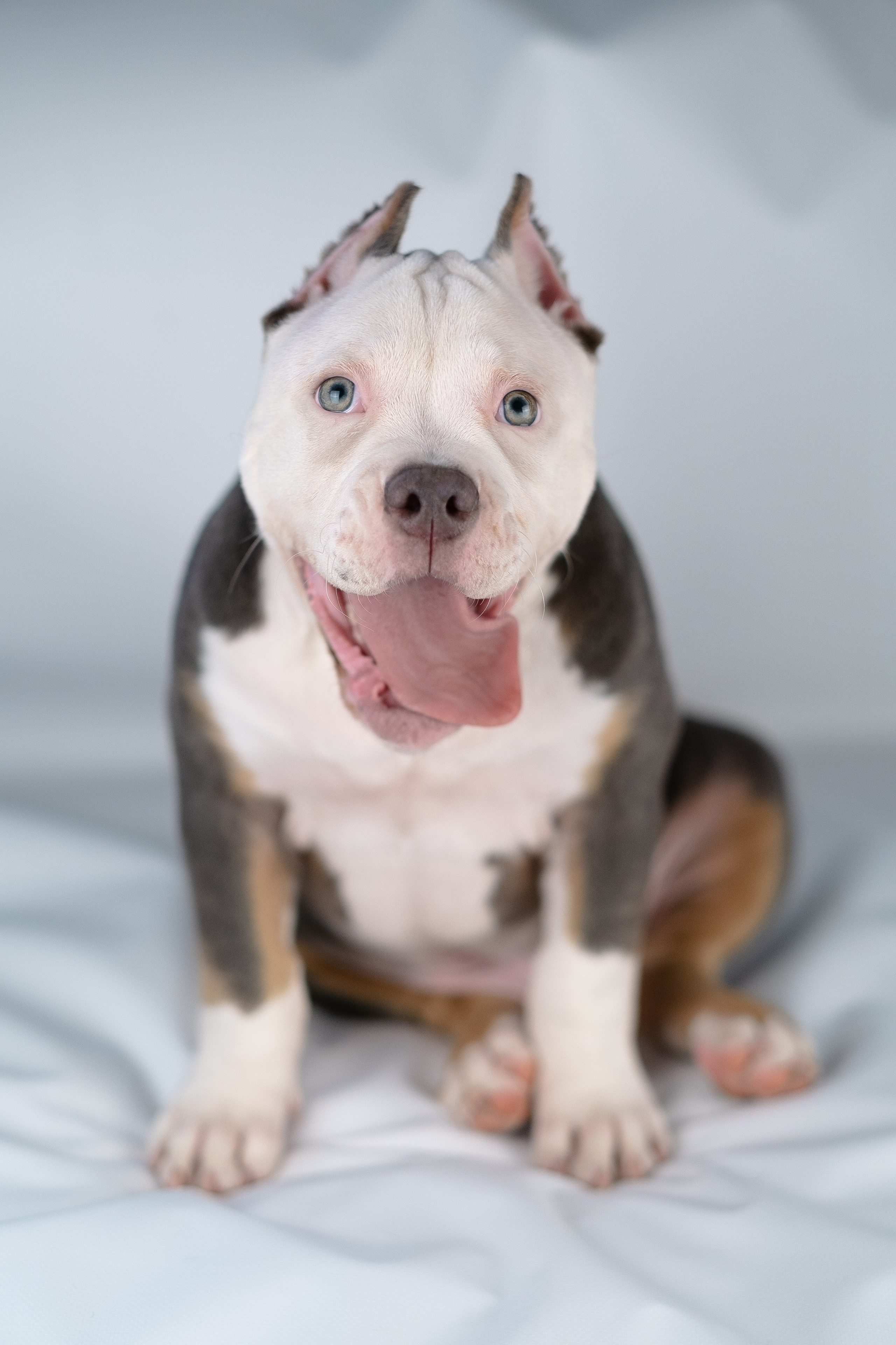 Зевс. Фотограф и видеограф анималист Аганина Дарья