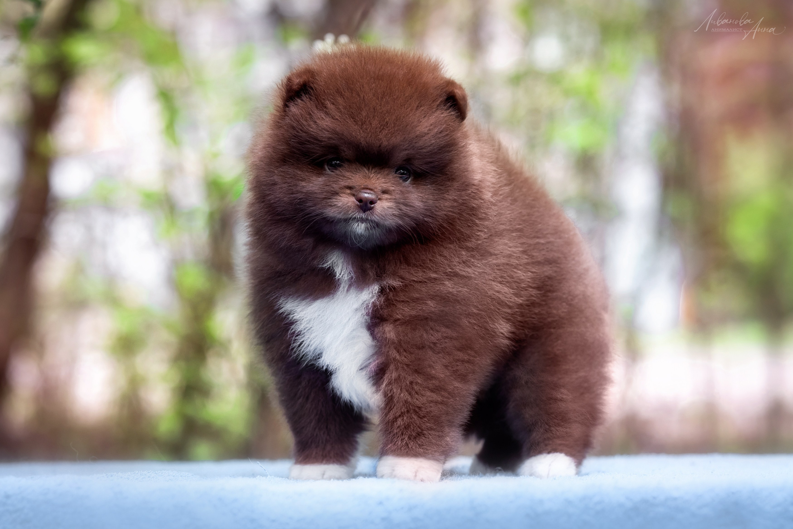 Шпицы. Фотограф анималист Аня Ливанова | Рыбинск