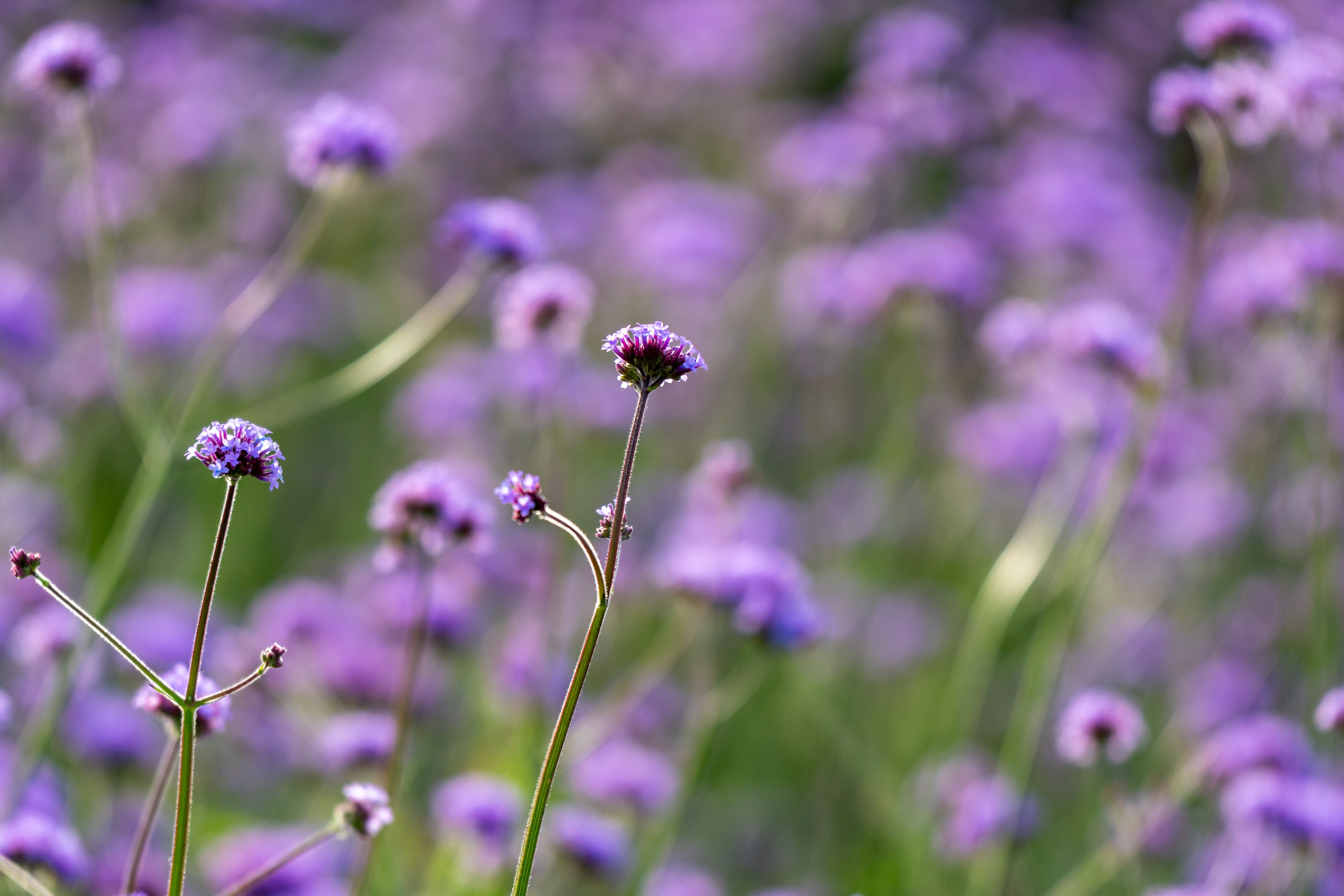 Фиолетовые цветы с боке