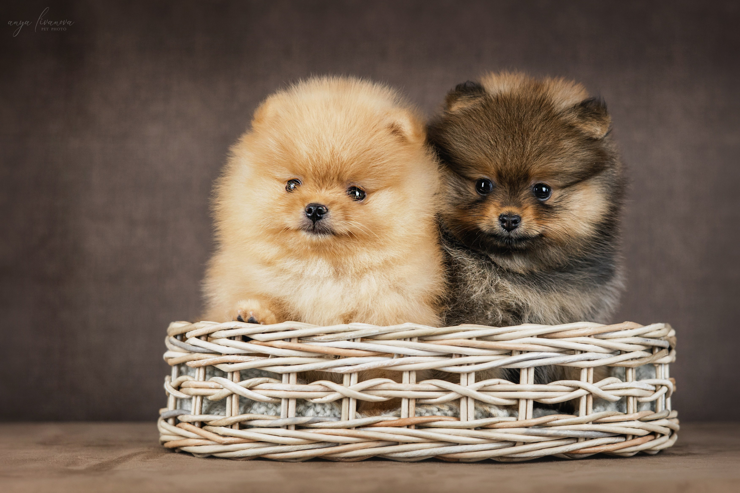 Шпицули. Фотограф анималист Аня Ливанова | Рыбинск