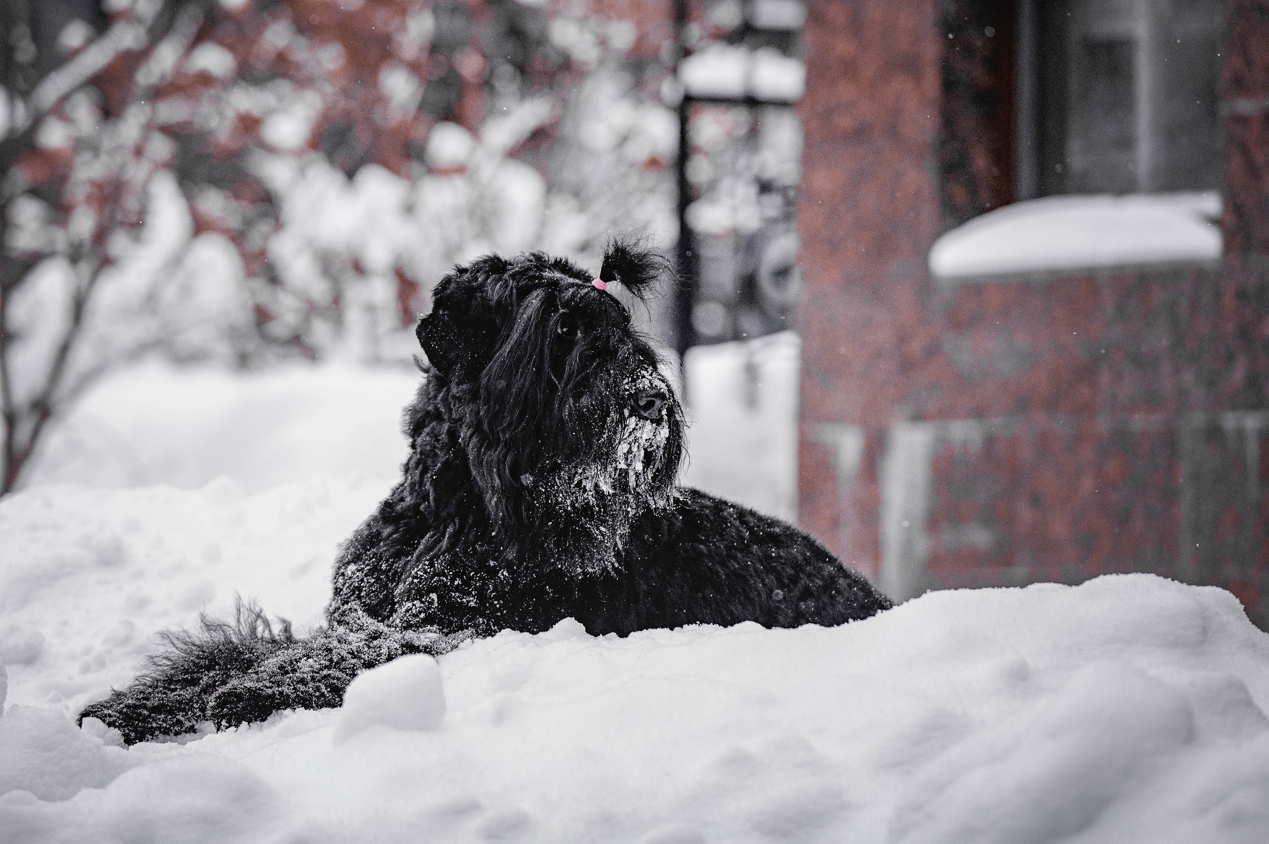 Клео. Фотограф-анималист