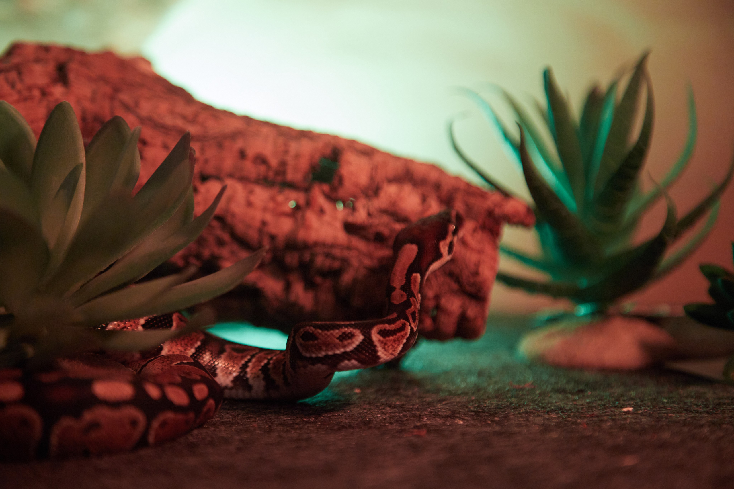 Фотосъёмка змеи среди зелёных растений.