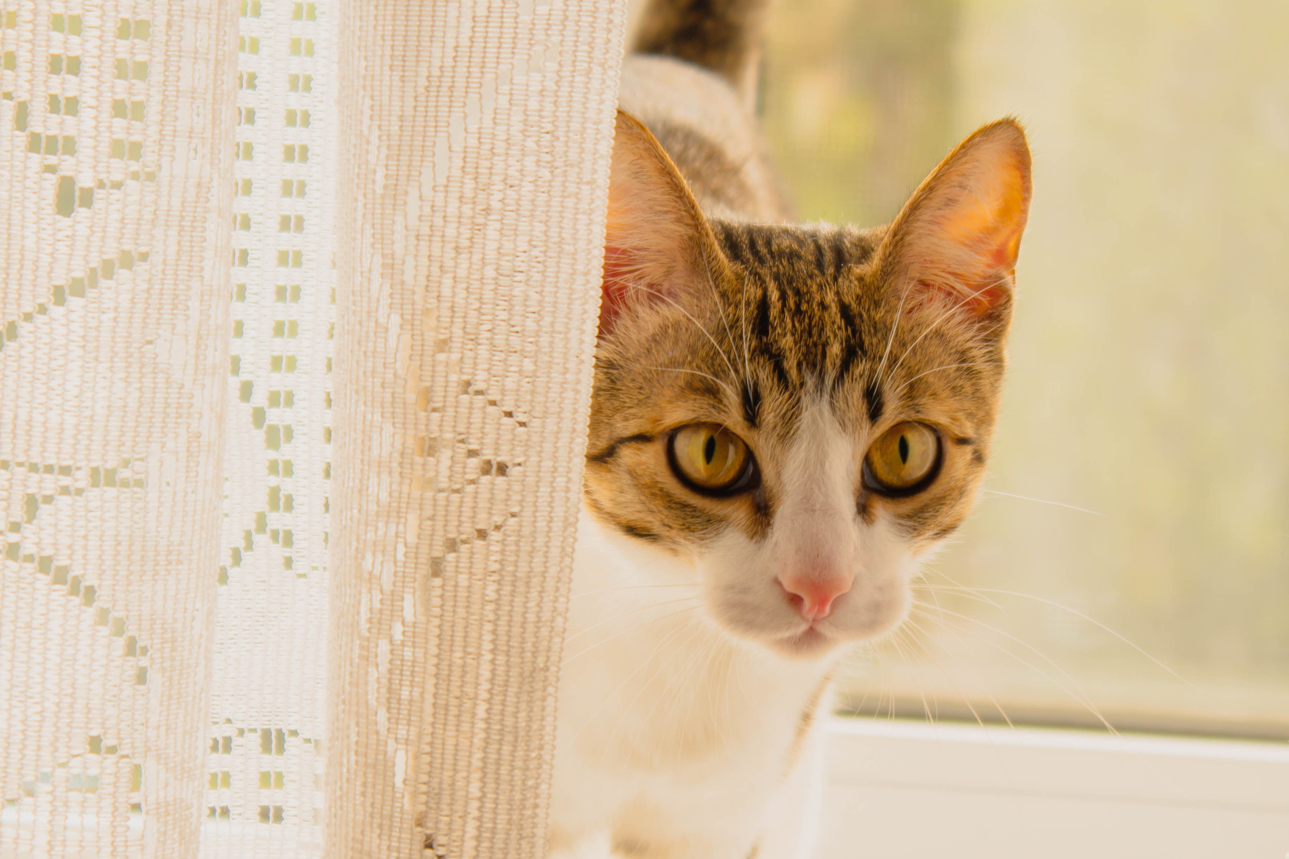 Животные. Фотограф в Новокузнецке