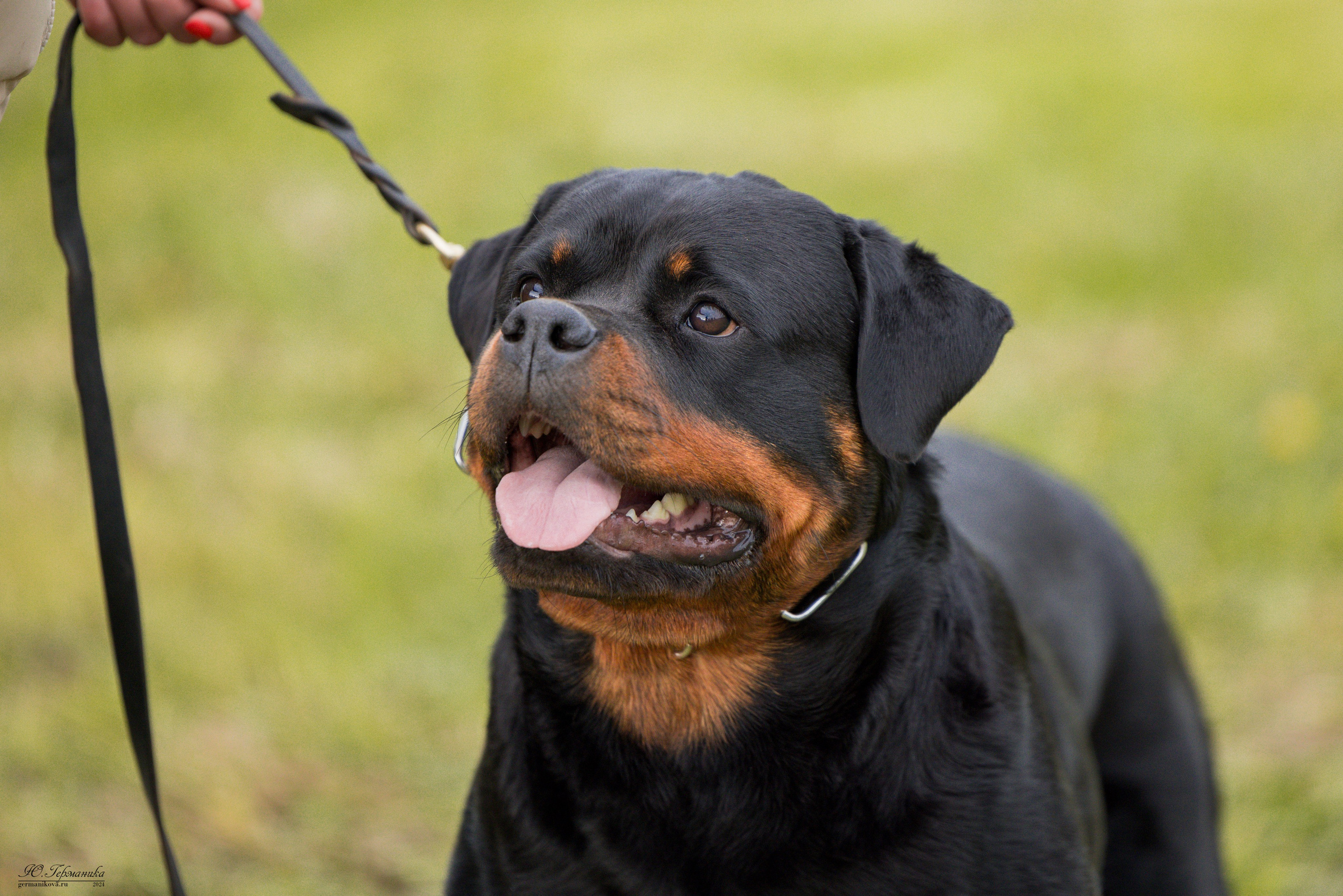 Нижний Новгород 11-12.05.2024 моно ротвейлеров. Фотограф-анималист Юлия Германика