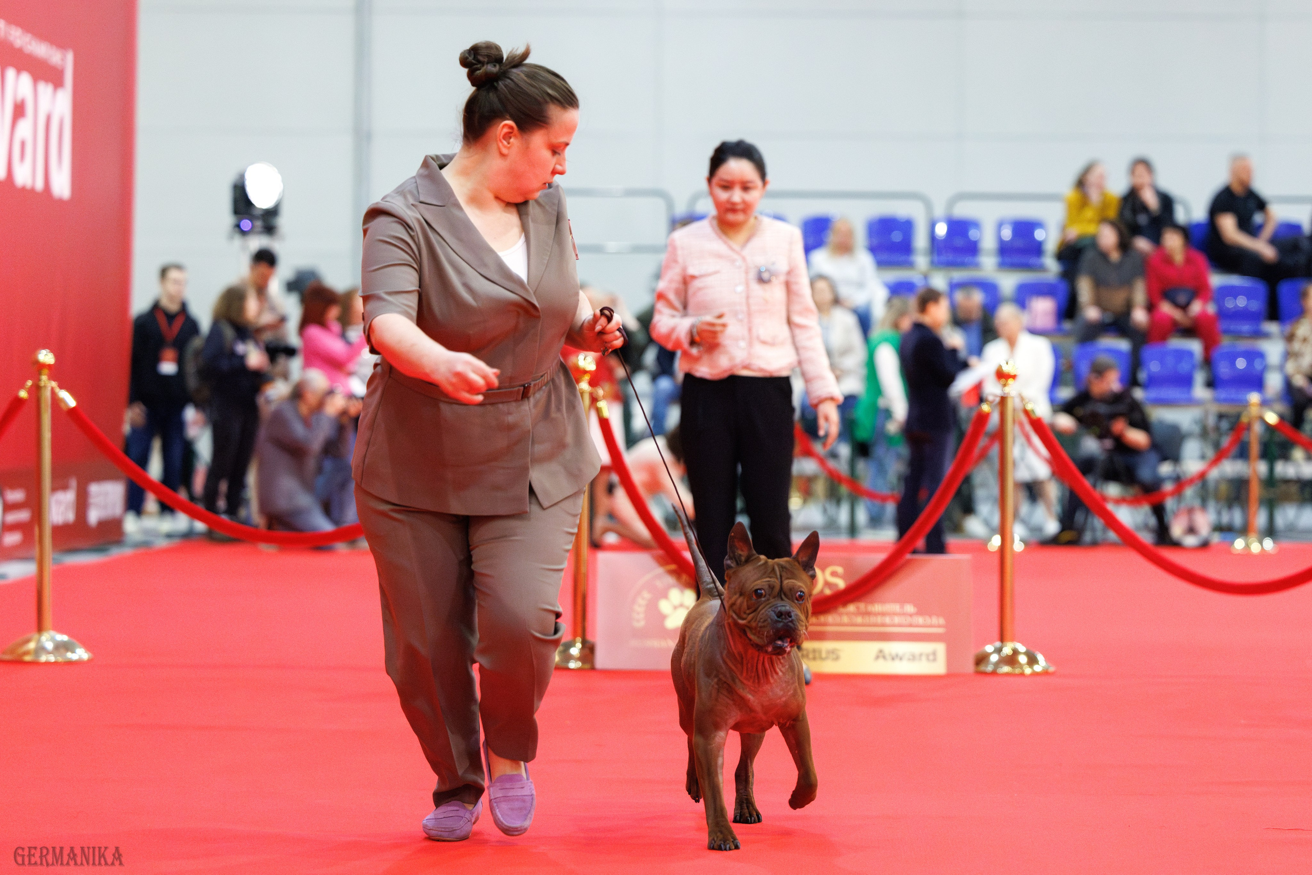 Лучшие Собаки России 17-18.02.2024. Фотограф-анималист Юлия Германика