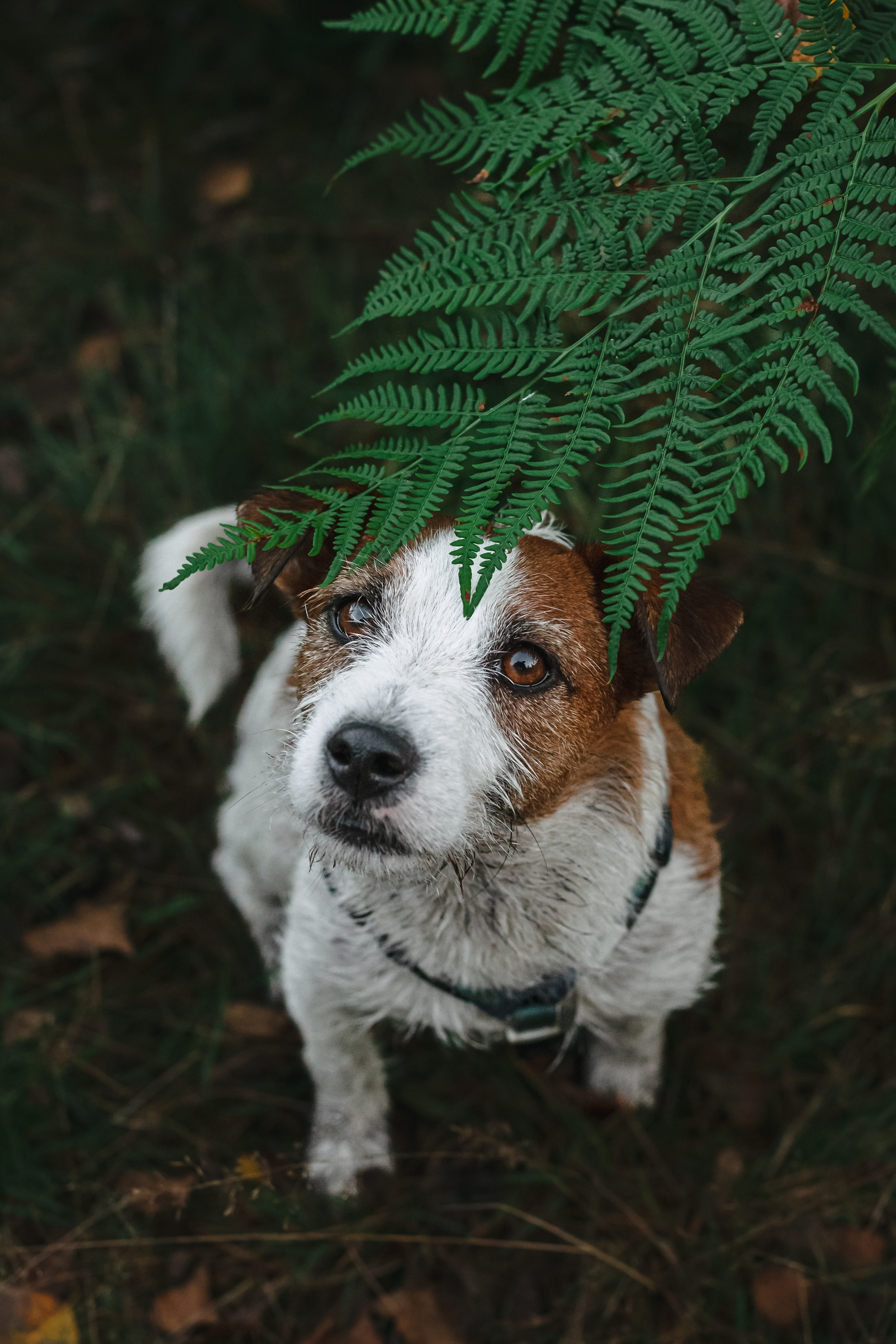 Фотопрогулка в Ленобласти. Фотограф-анималист Татьяна Степанова