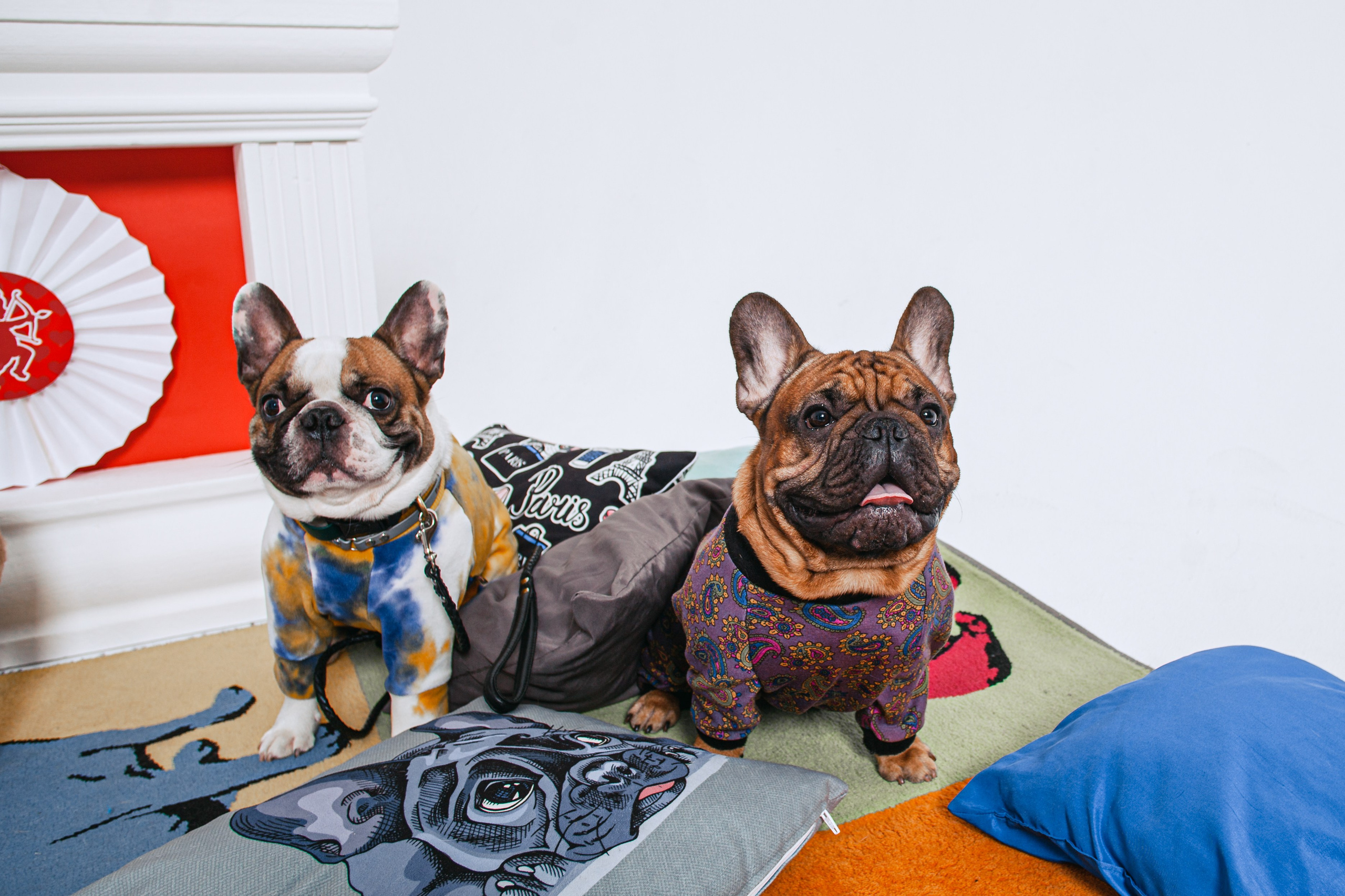 Пижамная вечеринка французских бульдогов и их хозяев. Фотограф-анималист Татьяна Степанова