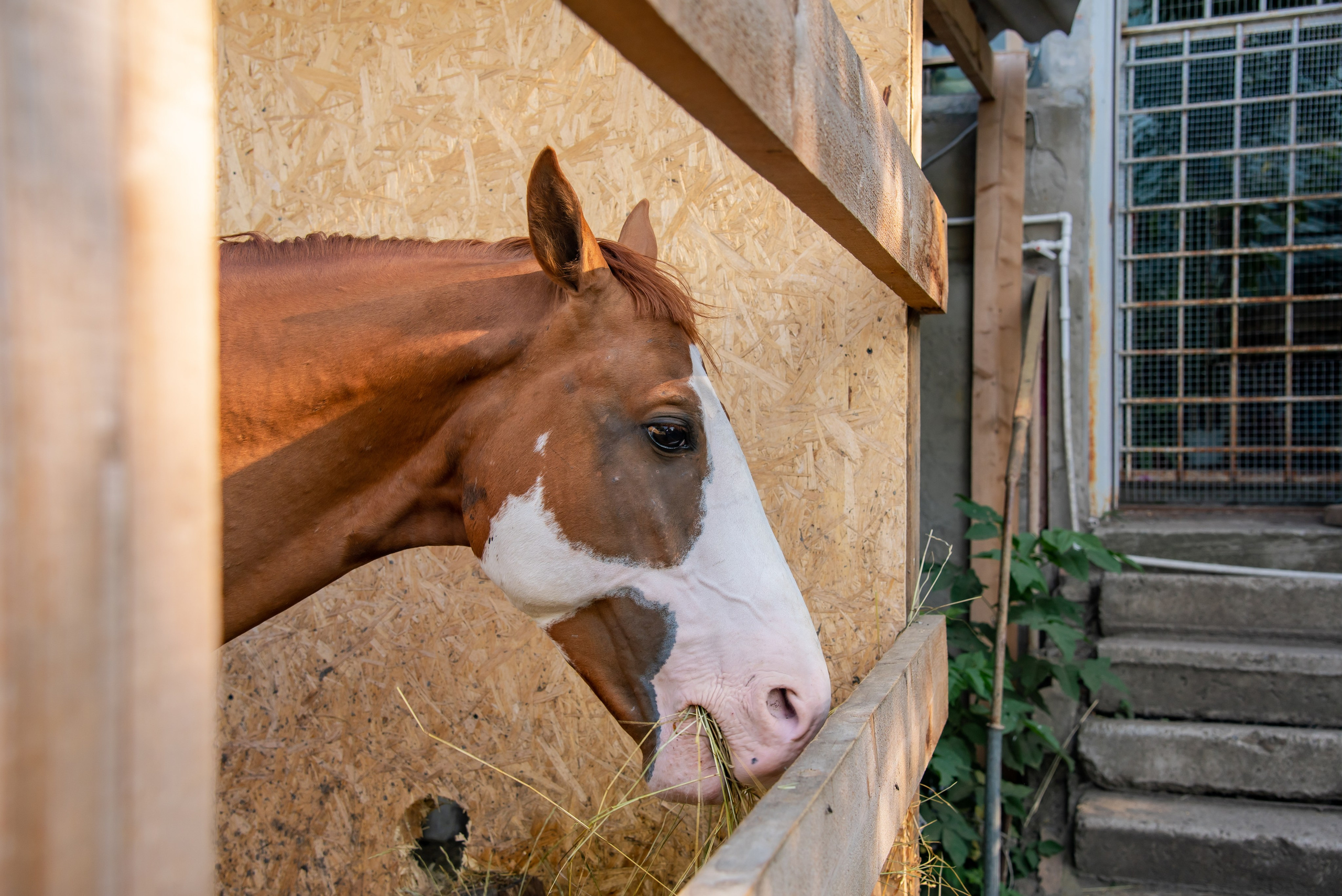 Конная прогулка. Фотограф Галина Нестерова