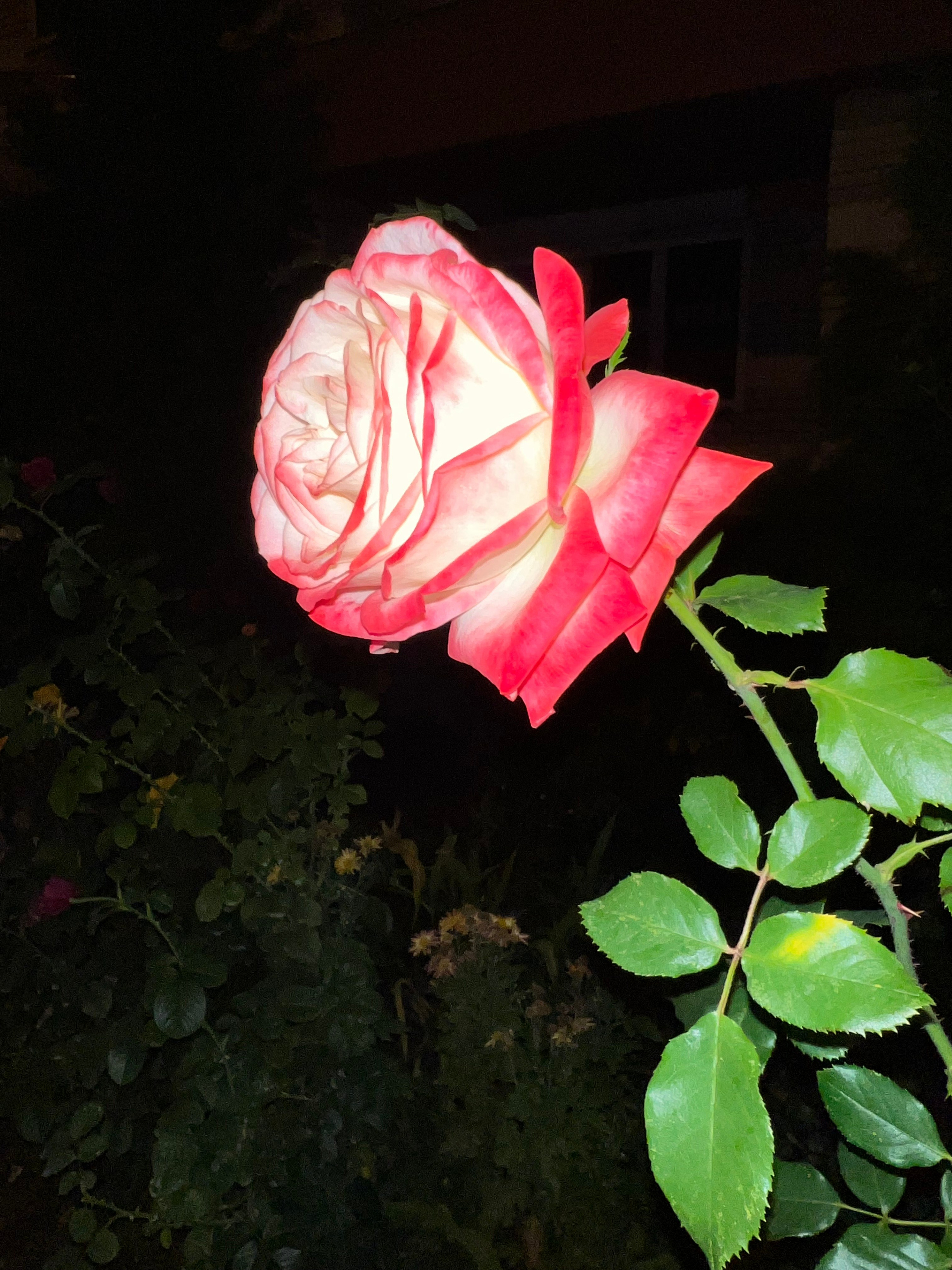 Цветы ночи. Анна Хвалина