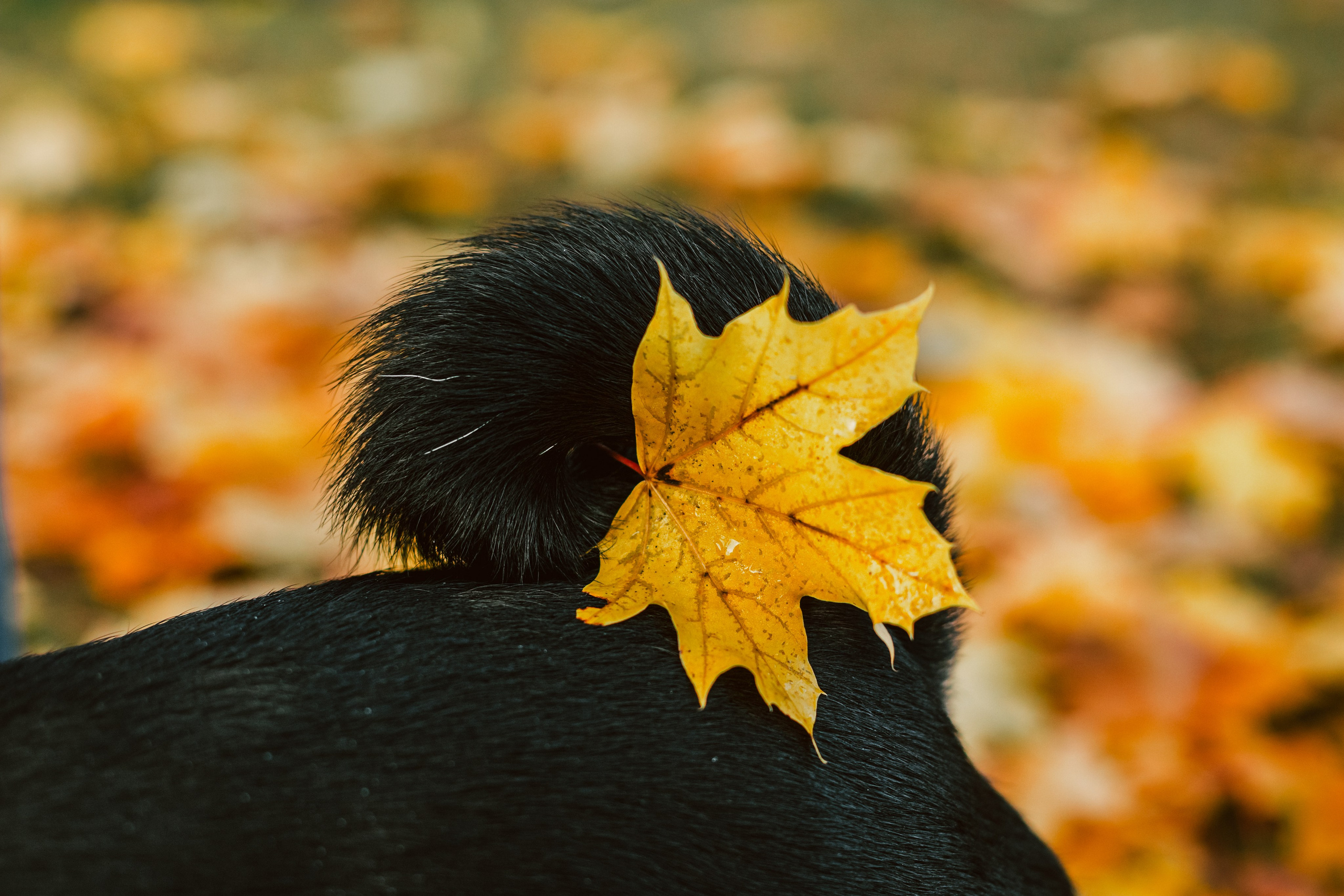 Фотограф-анималист Татьяна Степанова