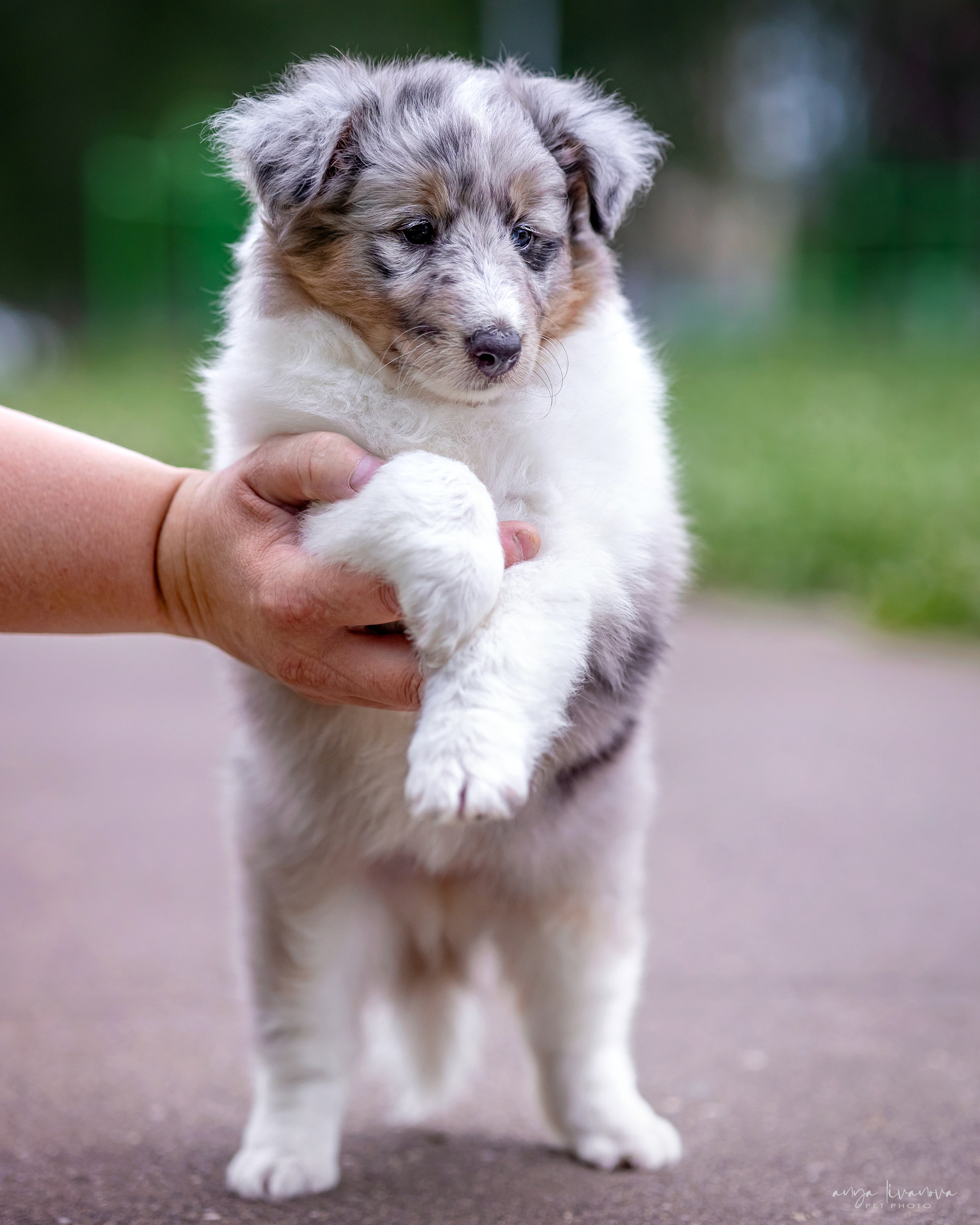 Шелти. Фотограф анималист Аня Ливанова | Рыбинск