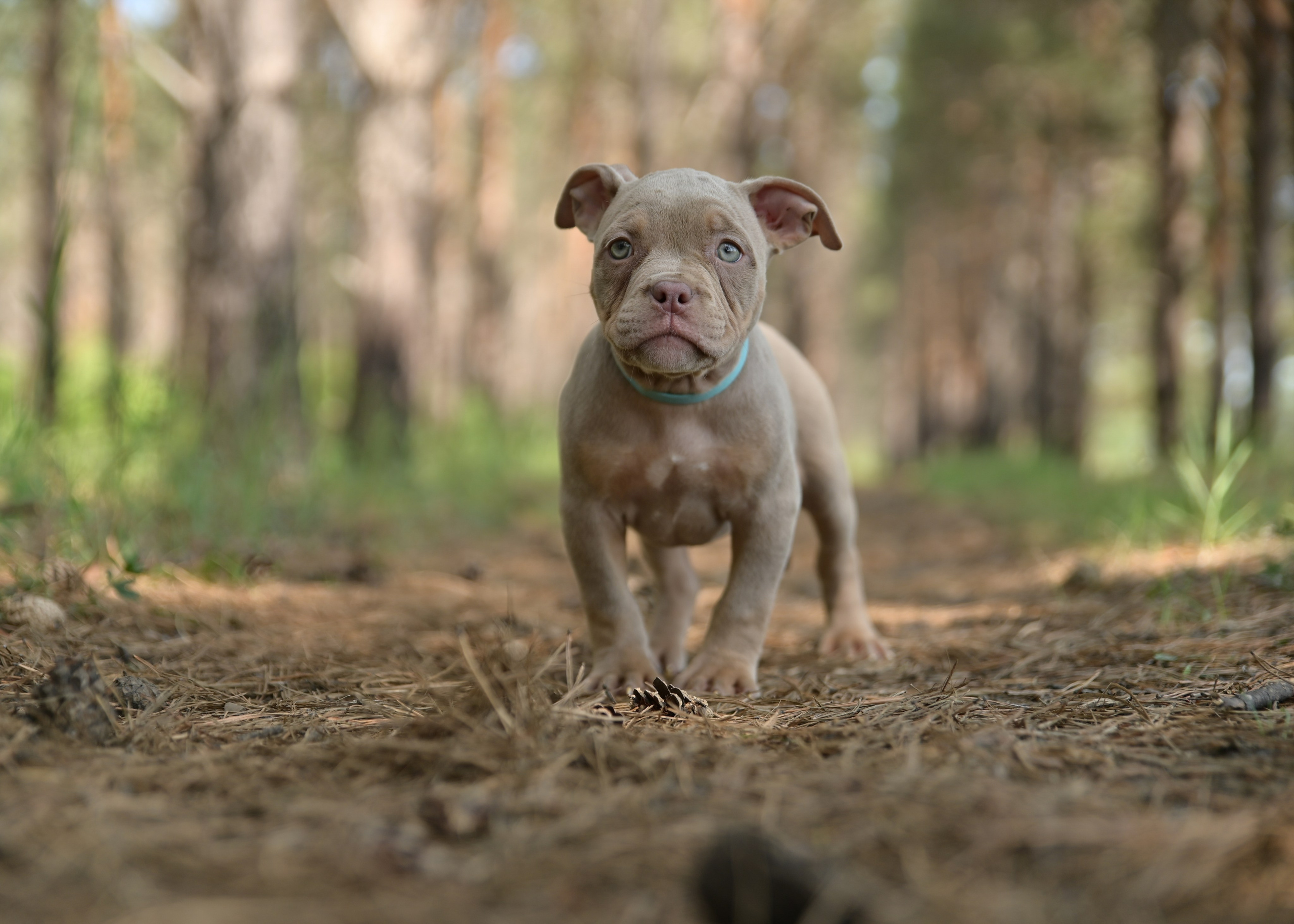 Свободные щенки Американский Булли в Иркутске. Питомник собак Иркутск