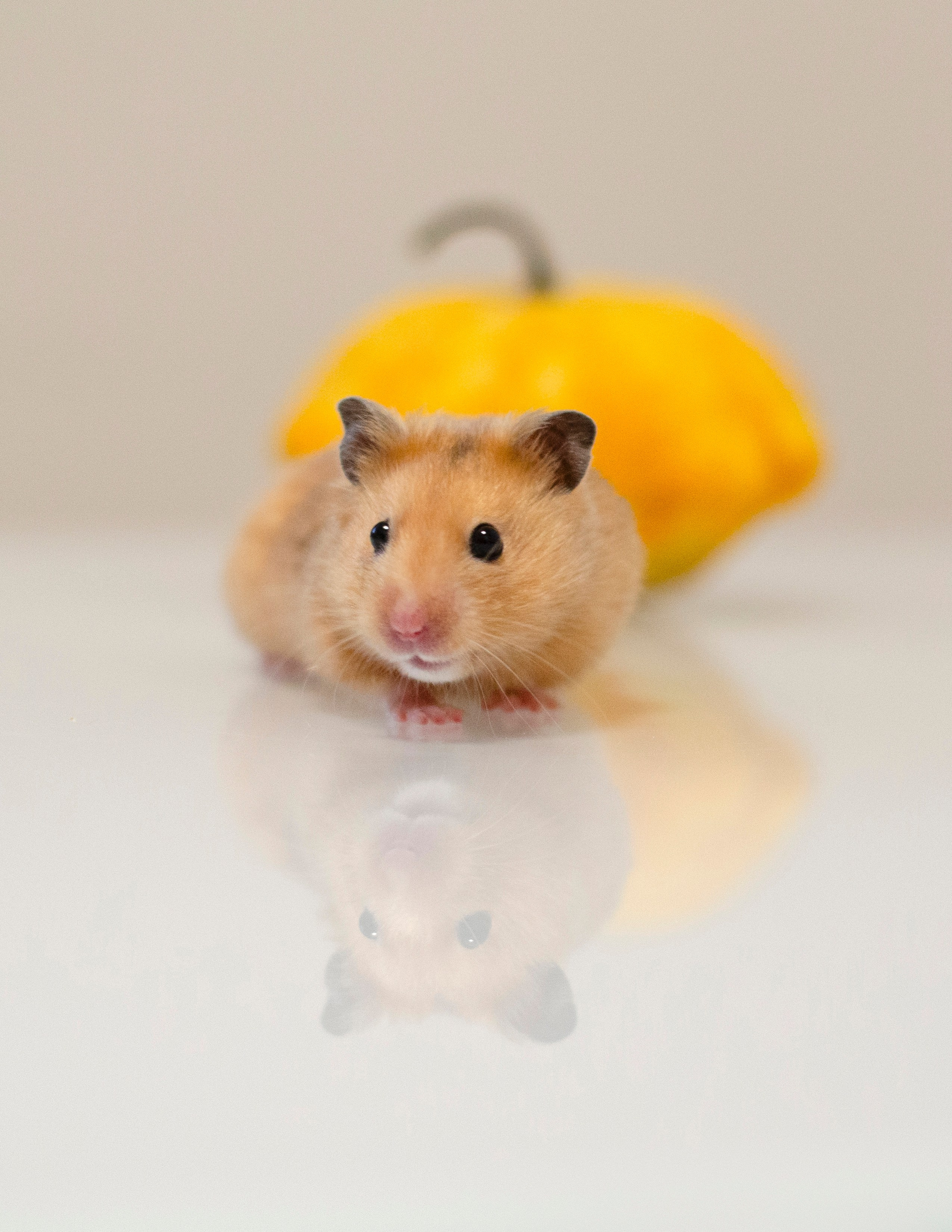 Не собаки и не лошади. Фотограф анималист