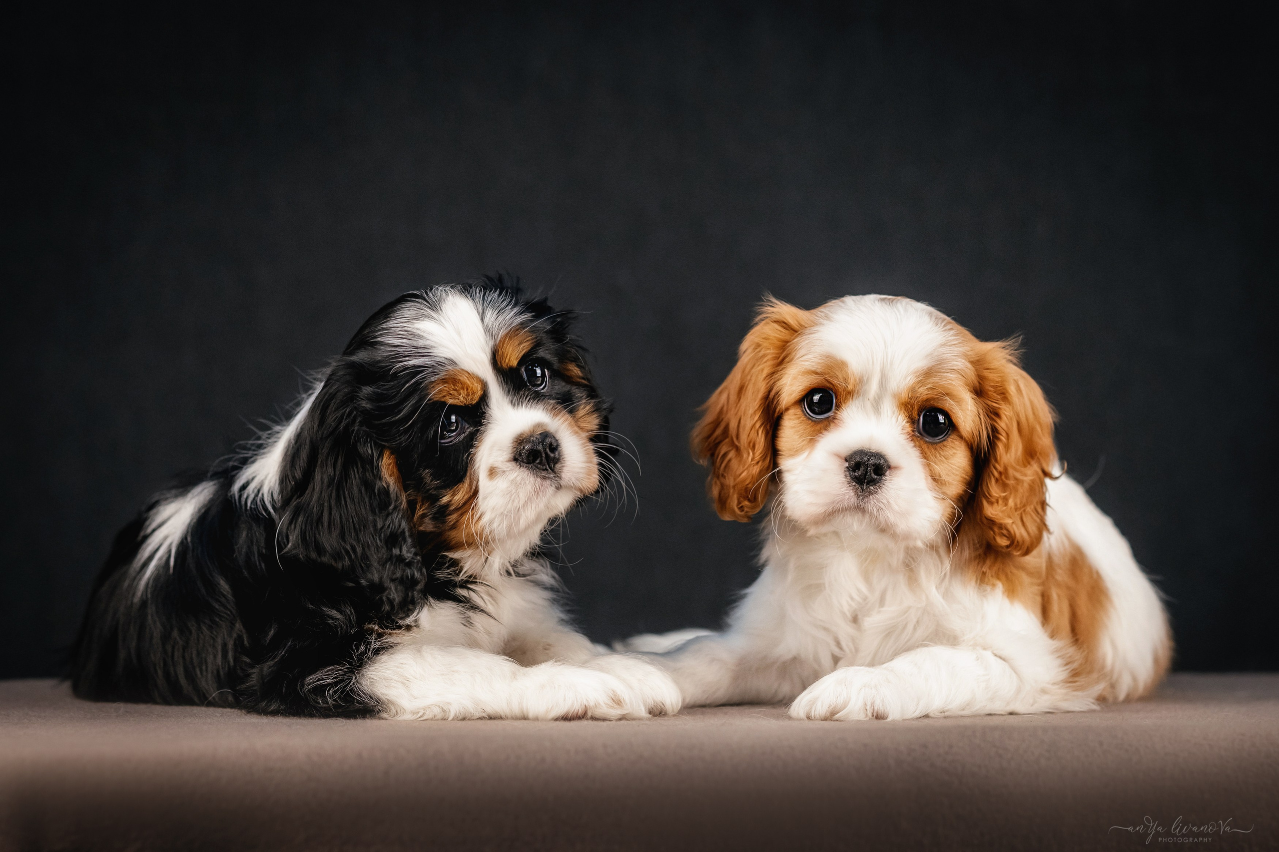 Кавалерчики. Фотограф анималист Аня Ливанова | Рыбинск