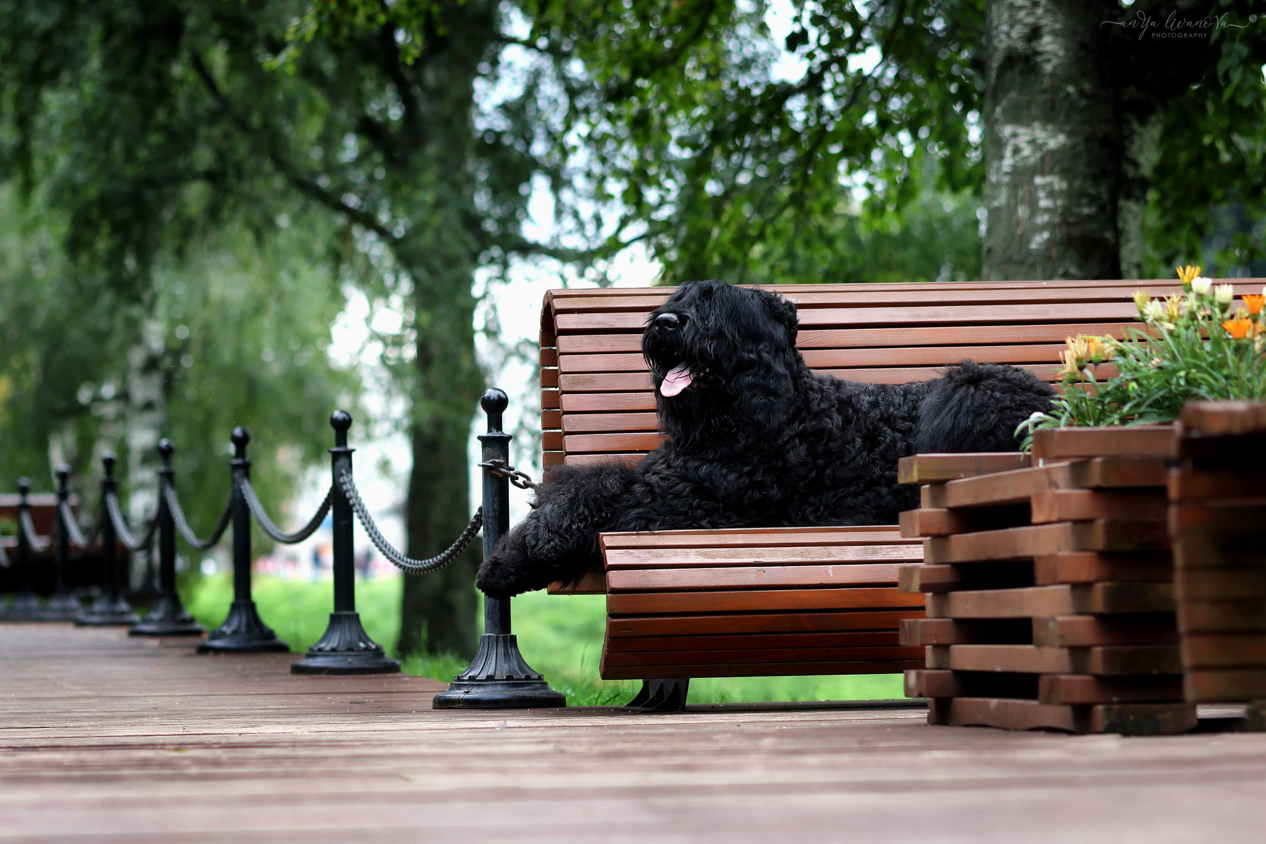 РЧТ. Фотограф анималист Аня Ливанова | Рыбинск