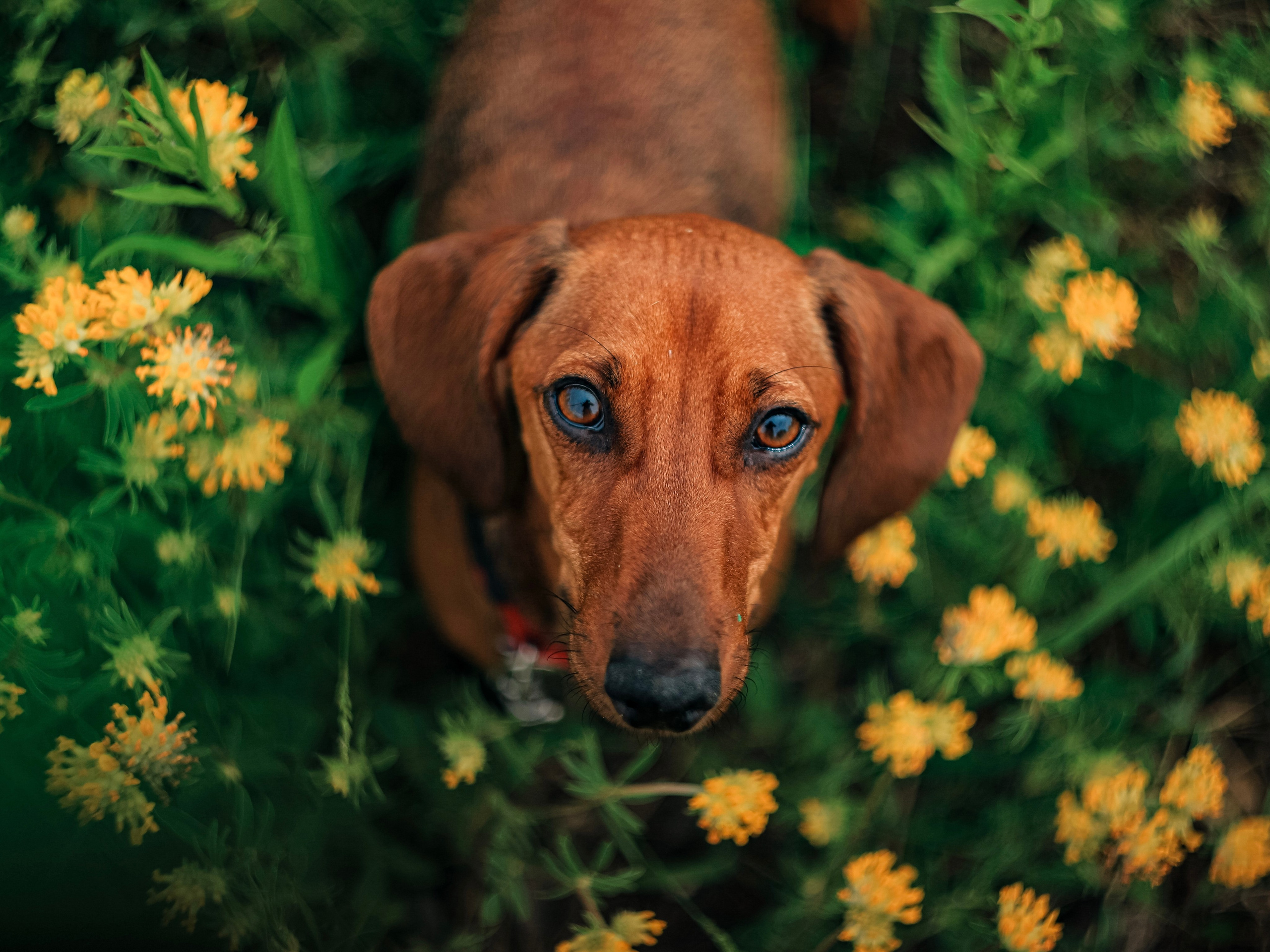 Собаки. Фотограф Ольга Мурзина
