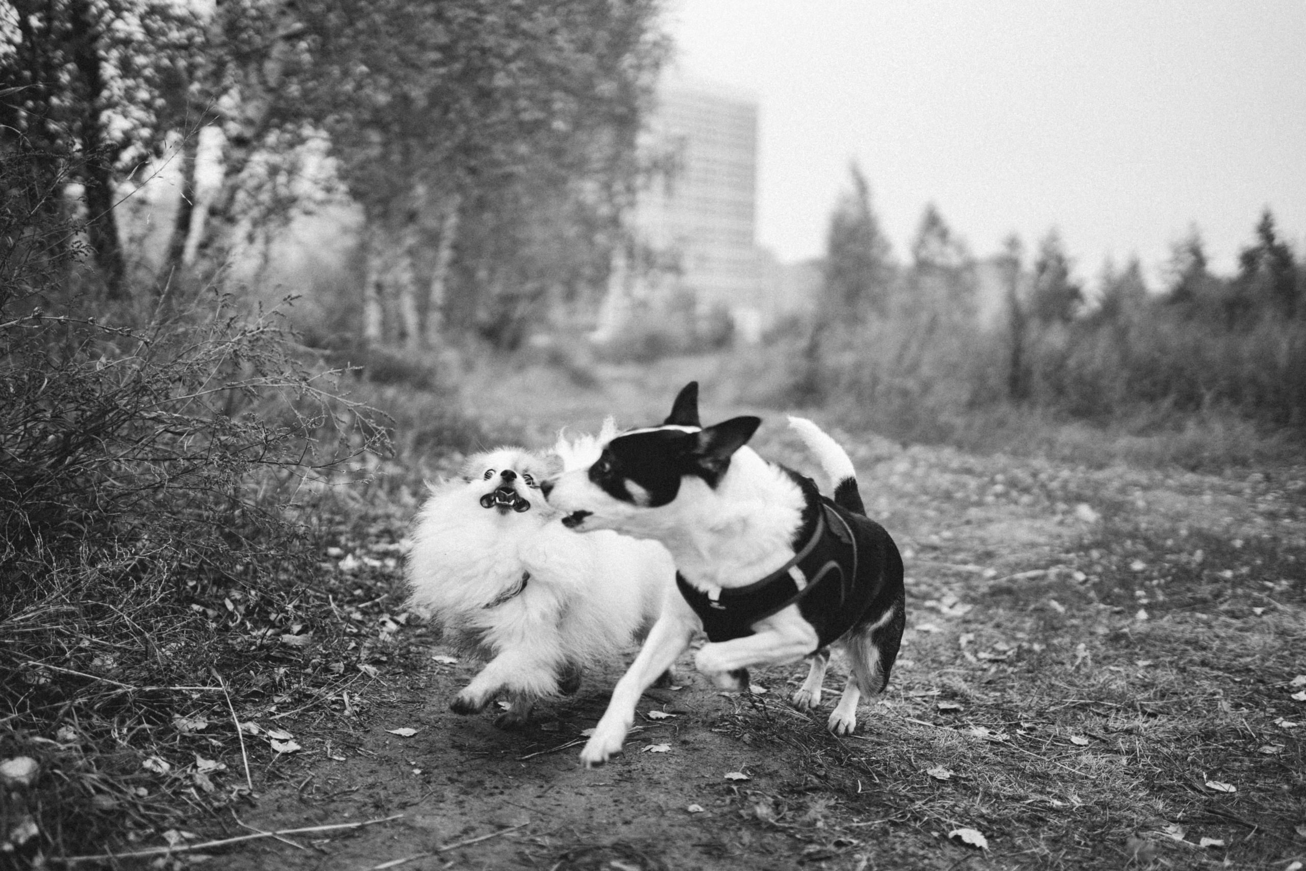 Фотосессия с собаками. Семейный фотограф в Рязани и Москве Victoria_Kros