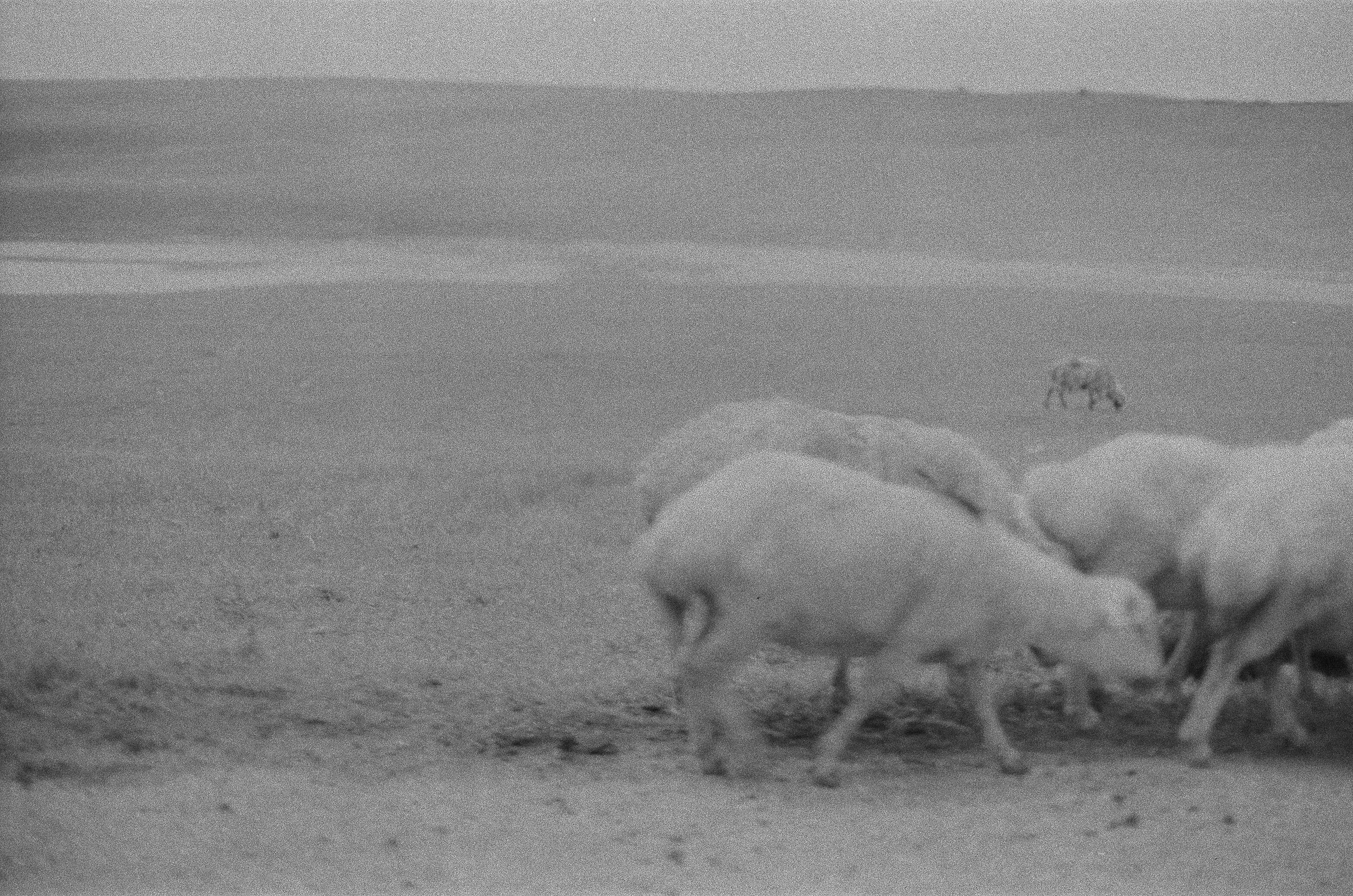 Georgia BW. Aleksander Chernov — Documentary filmmaker and photographer