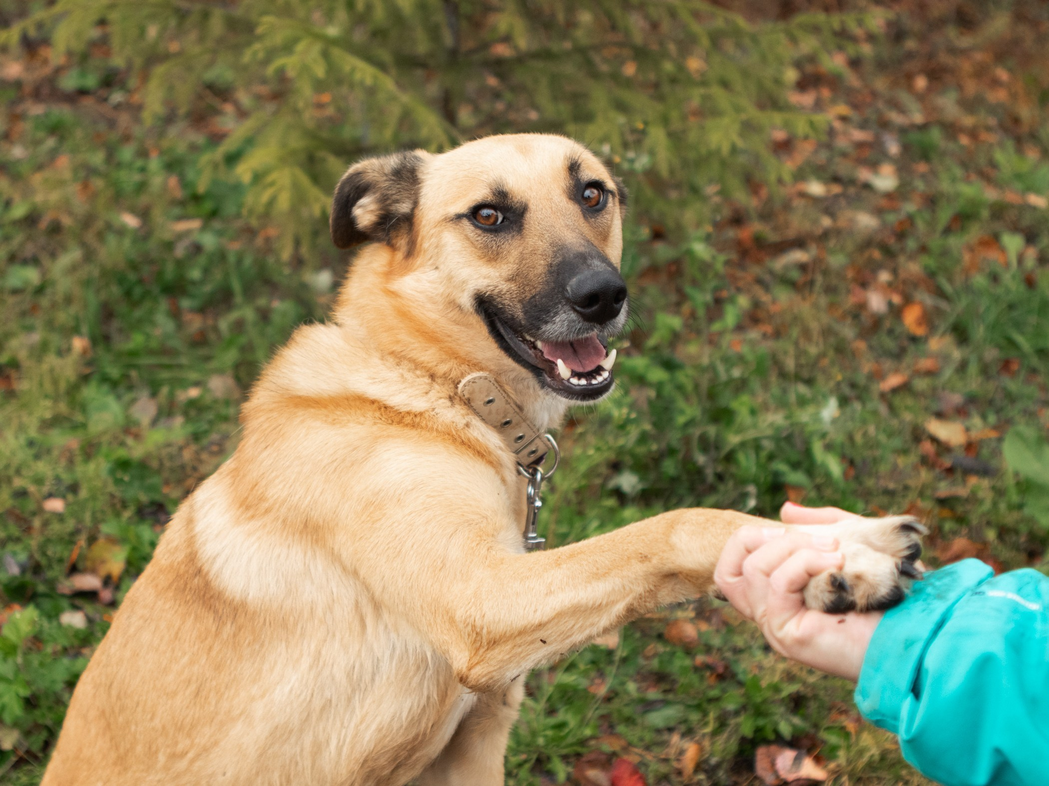 Собаки. Фотограф-анималист Полина Колкова | Москва
