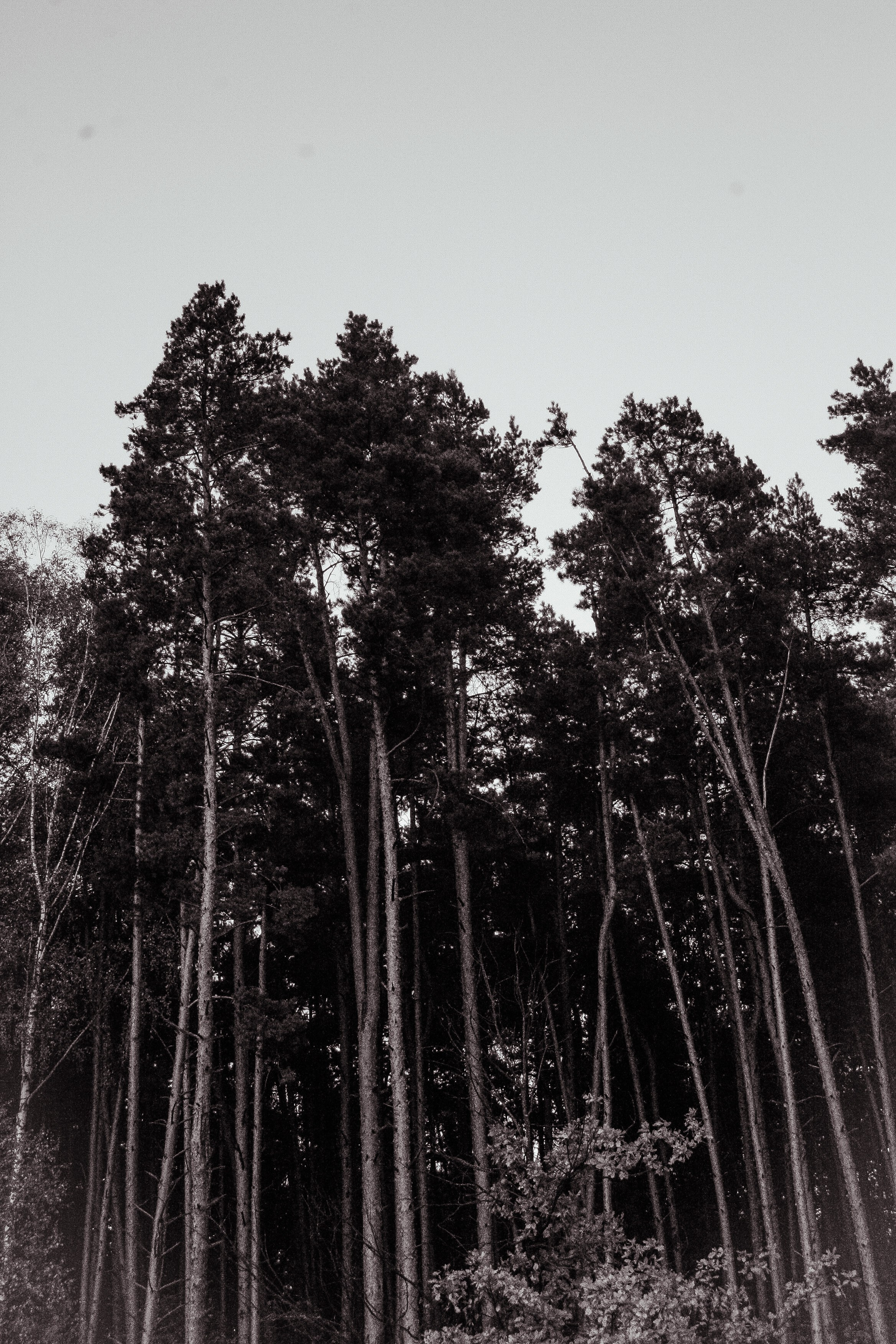 Александра. Портретный и художественный фотограф в Москве