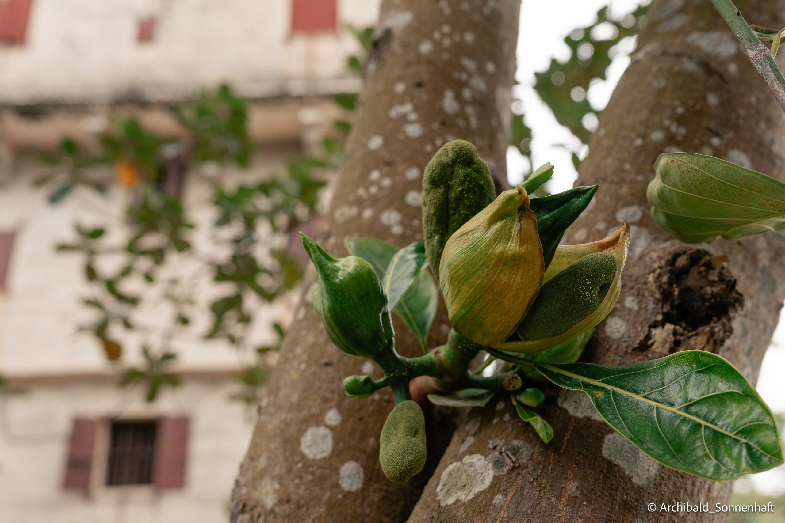 Diaolou in Kaiping. Photographer in Guangzhou, China. Archibald Sonnenhaft