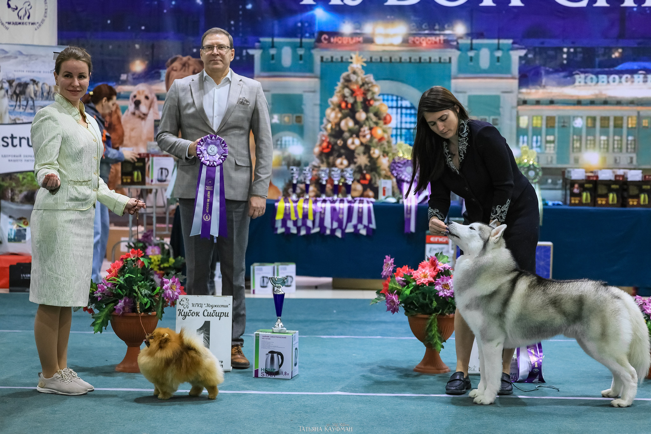 6-7.12.25 — 1-4 Национальные выставки собак в Новосибирске (2х рейтинговые). Фотограф Анималист из Новосибирска Татьяна Кауфман