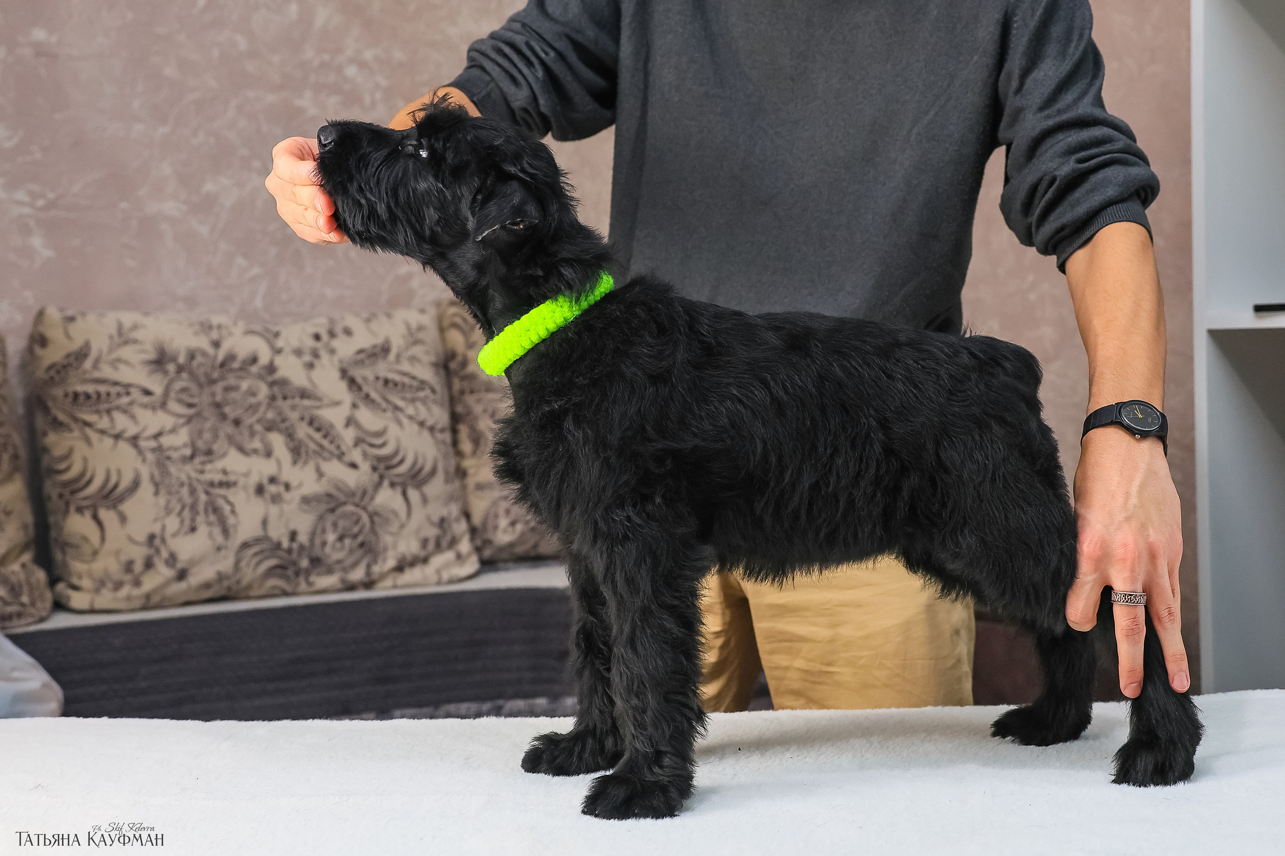 Ризеншнауцеры 2 месяца. Фотограф Анималист из Новосибирска Татьяна Кауфман