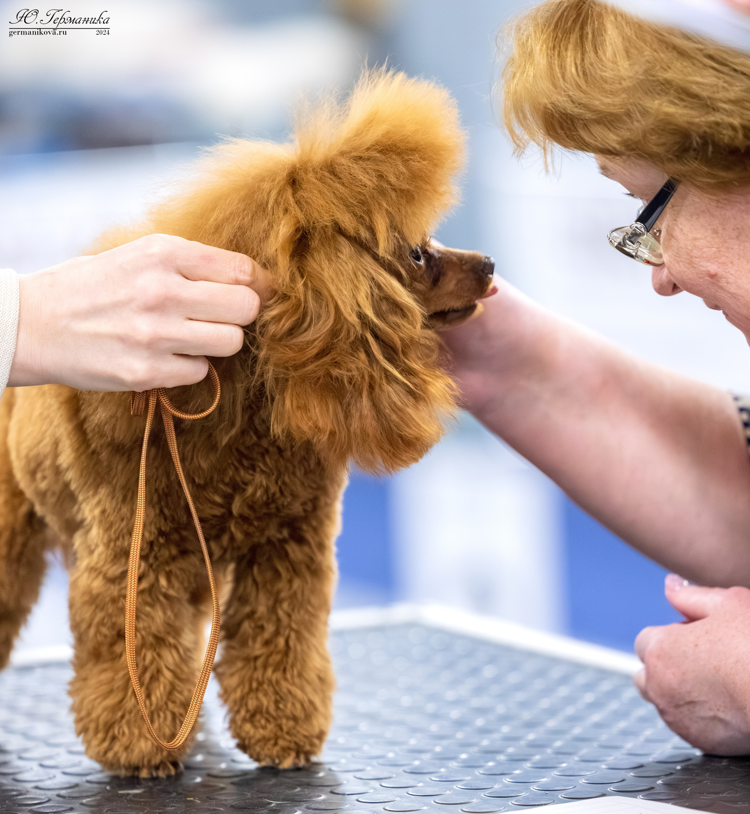 Сфера 17.03.2024. Фотограф-анималист Юлия Германика