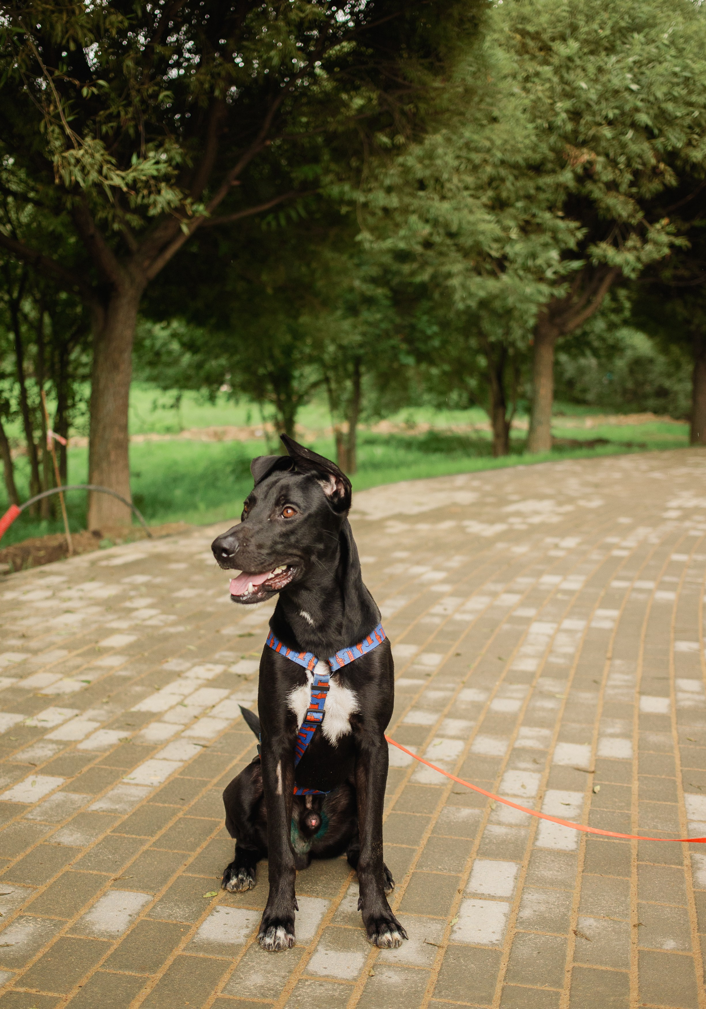 Отис ищет дом. Портретный фотограф в Санкт-Петербурге Катя Протасевич