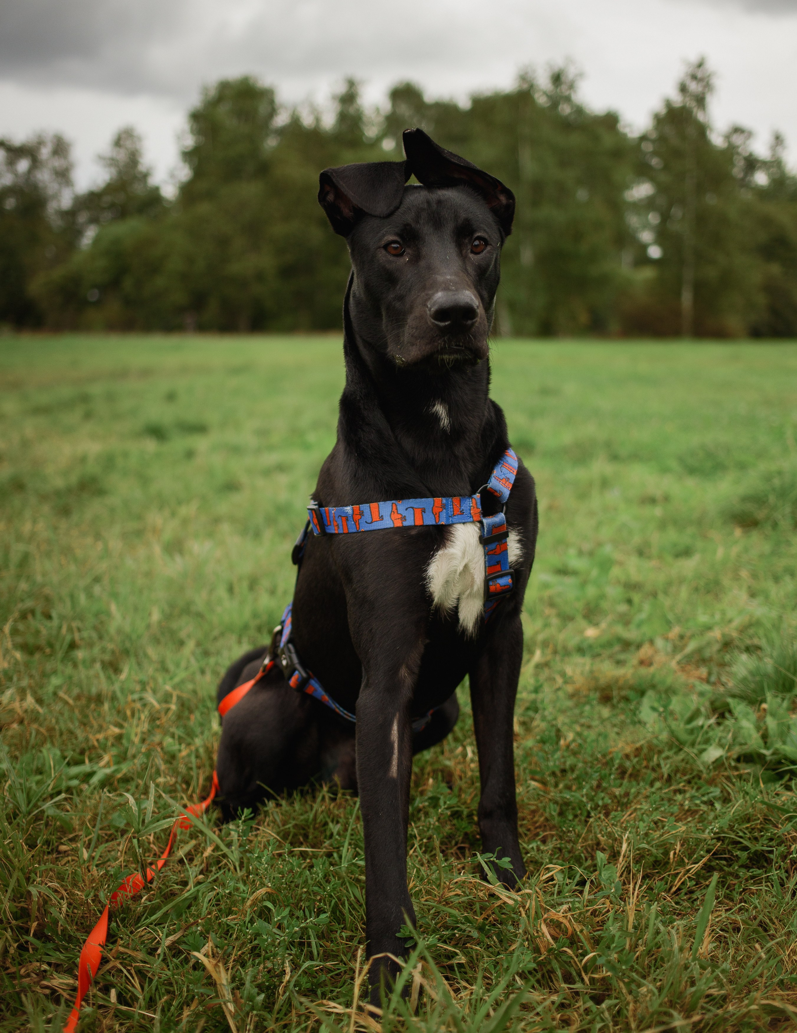 Отис ищет дом. Портретный фотограф в Санкт-Петербурге Катя Протасевич