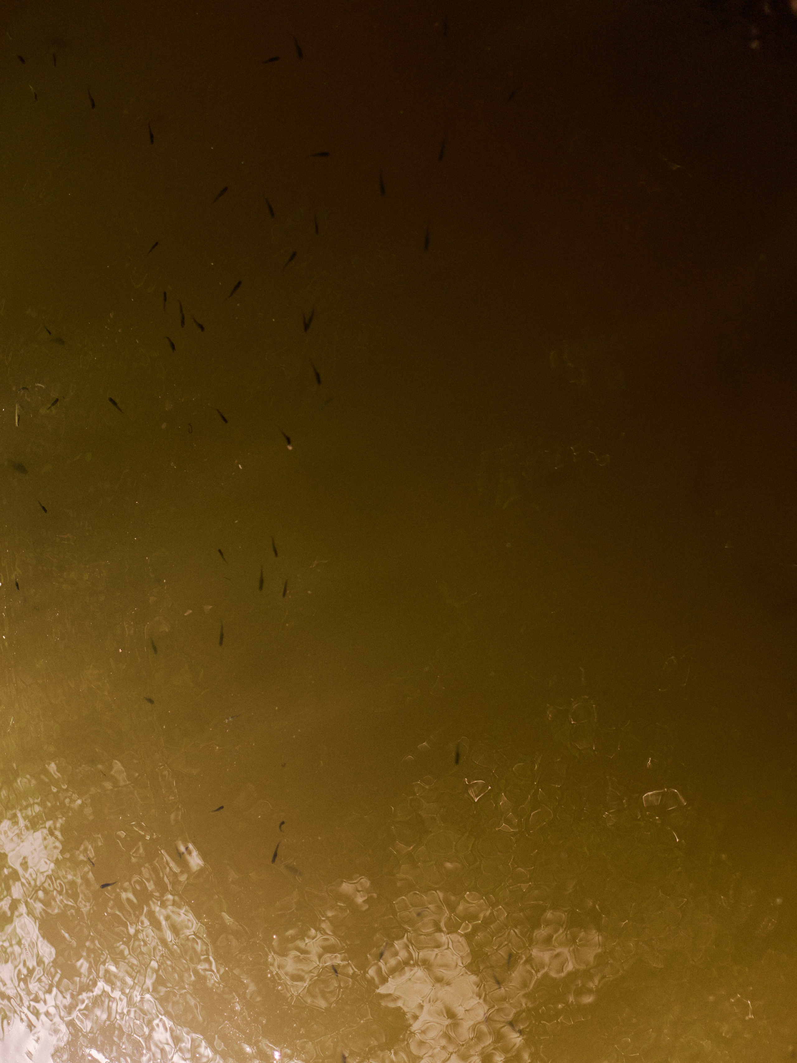 Другое 3. Jorgis Talè — photographer, kind person, teacher of arts and other mag