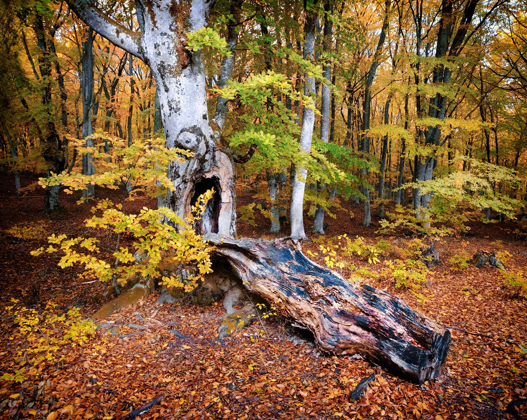 «Золотая осень в Крыму 2025»