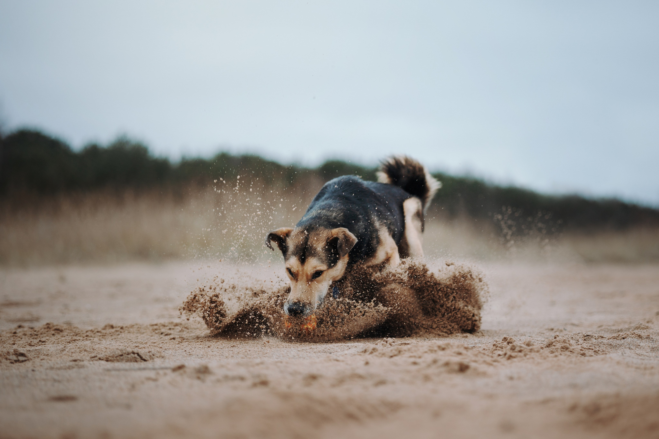 Наталья и Того. Фотограф — Анималист | Санкт-Петербург