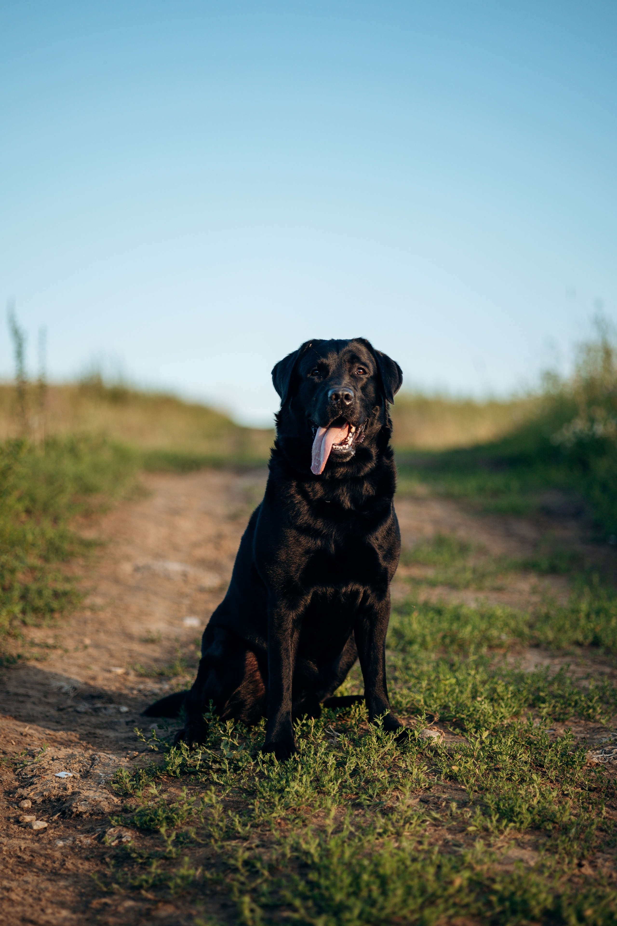 Бомбей и его семья. Фотограф — Анималист | Санкт-Петербург