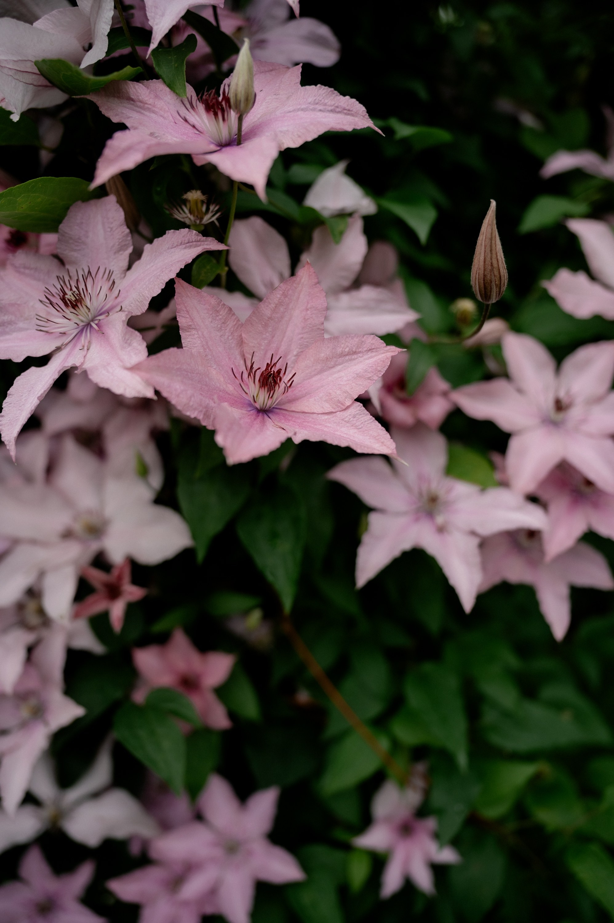 Никита и Александра. Фотограф Анна Пятак