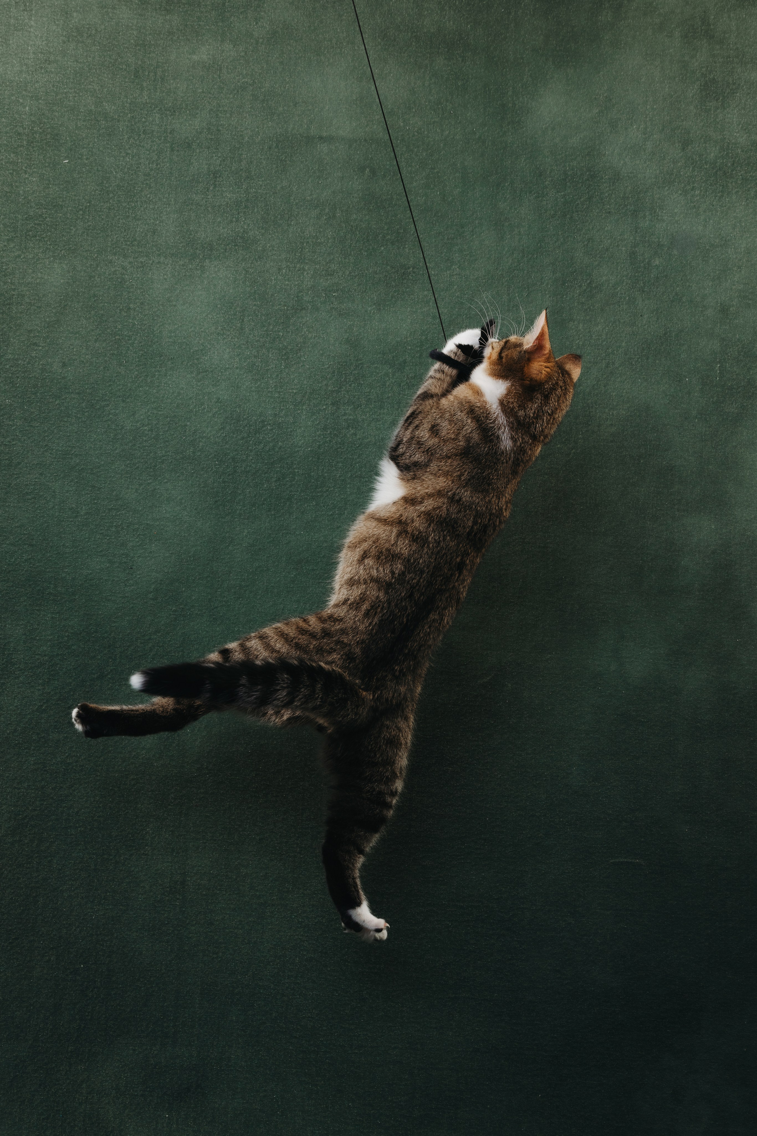 Коты Сет и Квентин. Фотограф анималист Осипчикова Мария