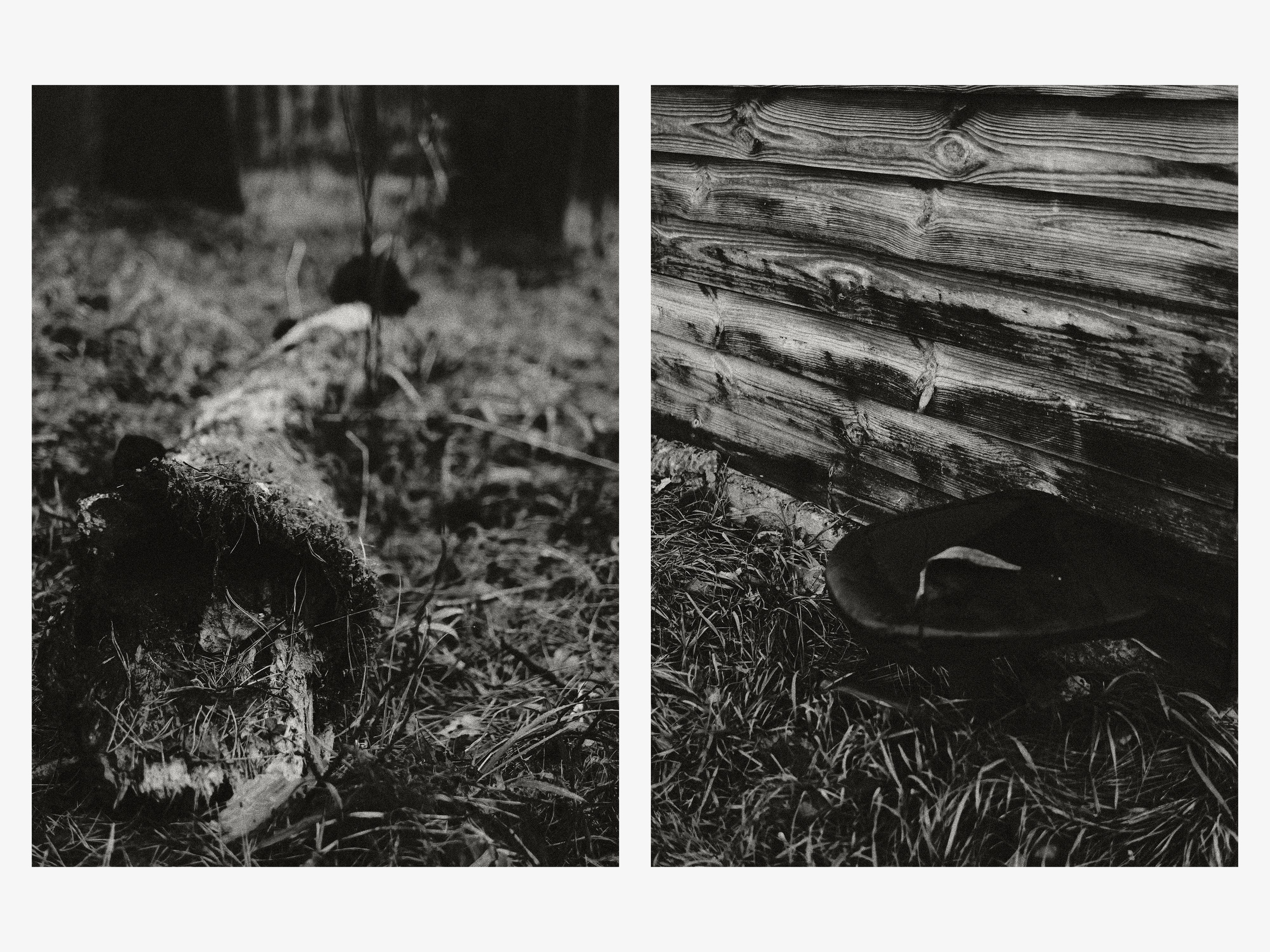 02.11.25 — Ларинский заказник (Томская обл.). Mark Zarya — Casual Photography