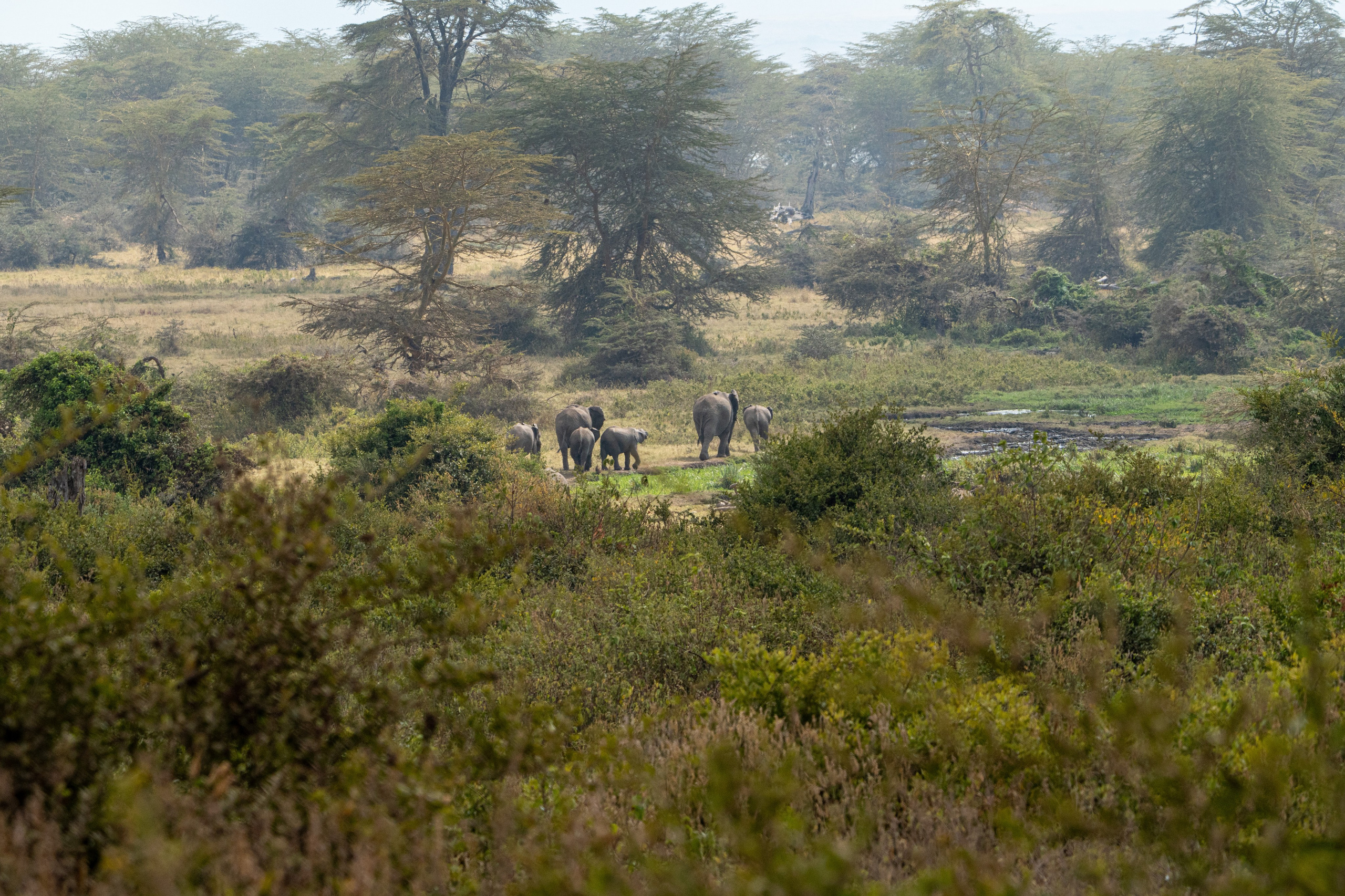 Танзания, сафари, 2025. Творческие сьемки