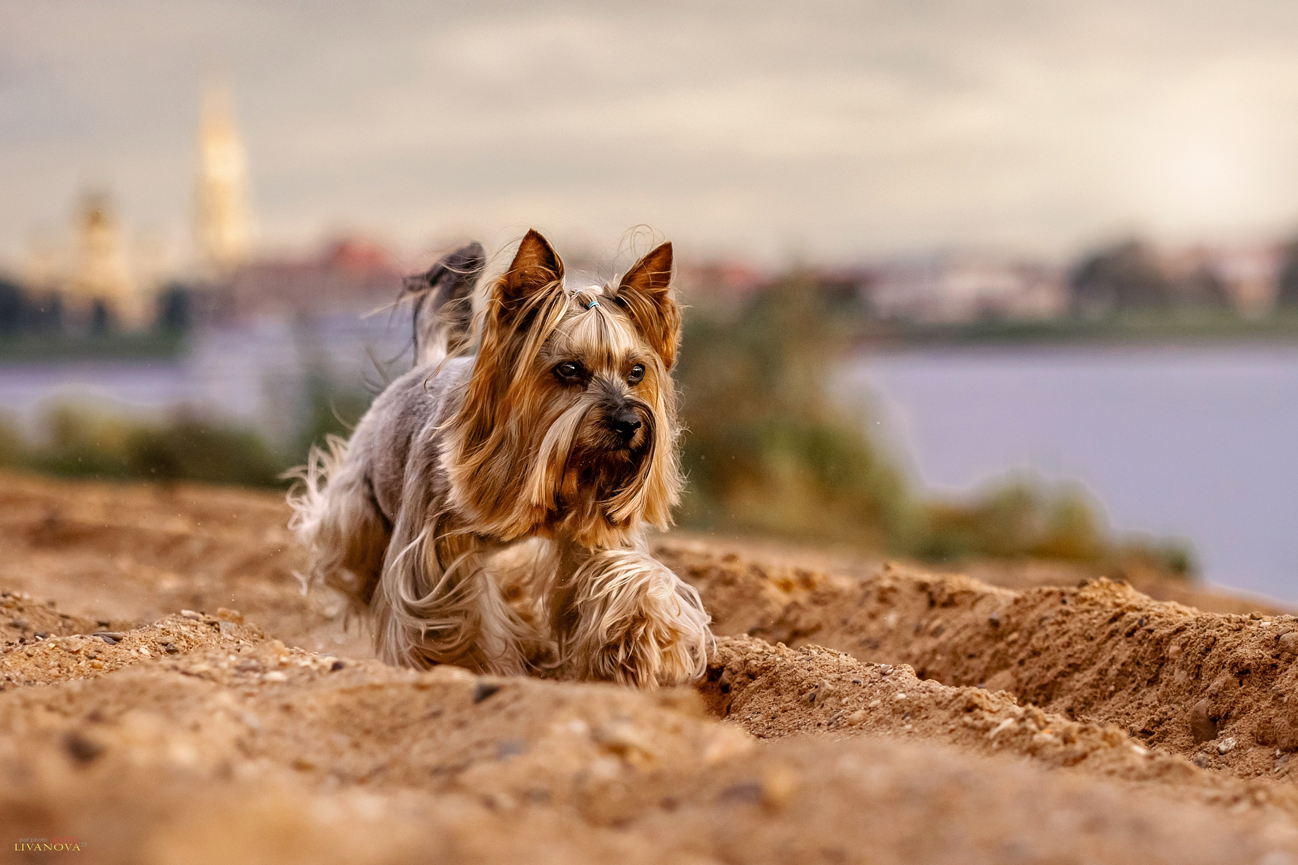 Катя + Астин и Олаф. Фотограф анималист Аня Ливанова | Рыбинск