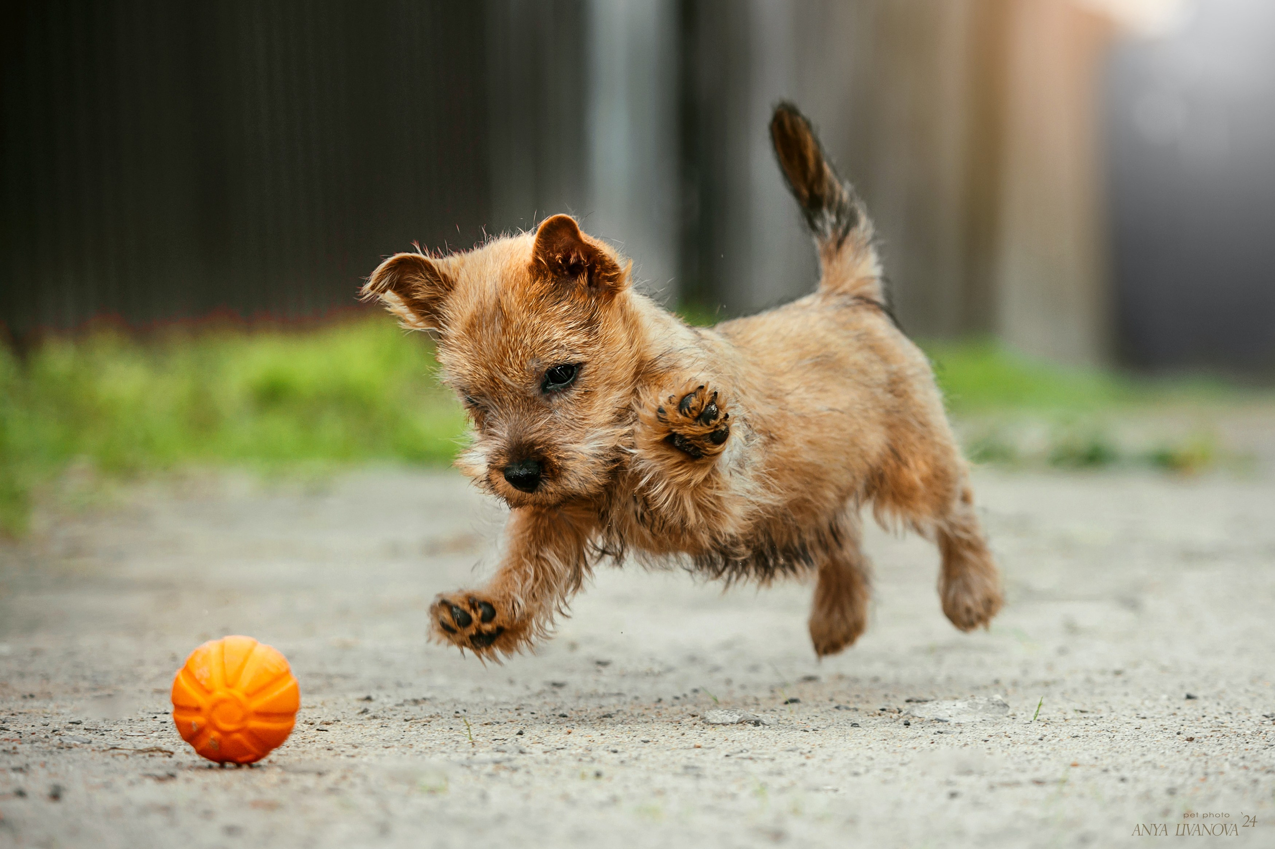 Норвичи. Фотограф анималист Аня Ливанова | Рыбинск