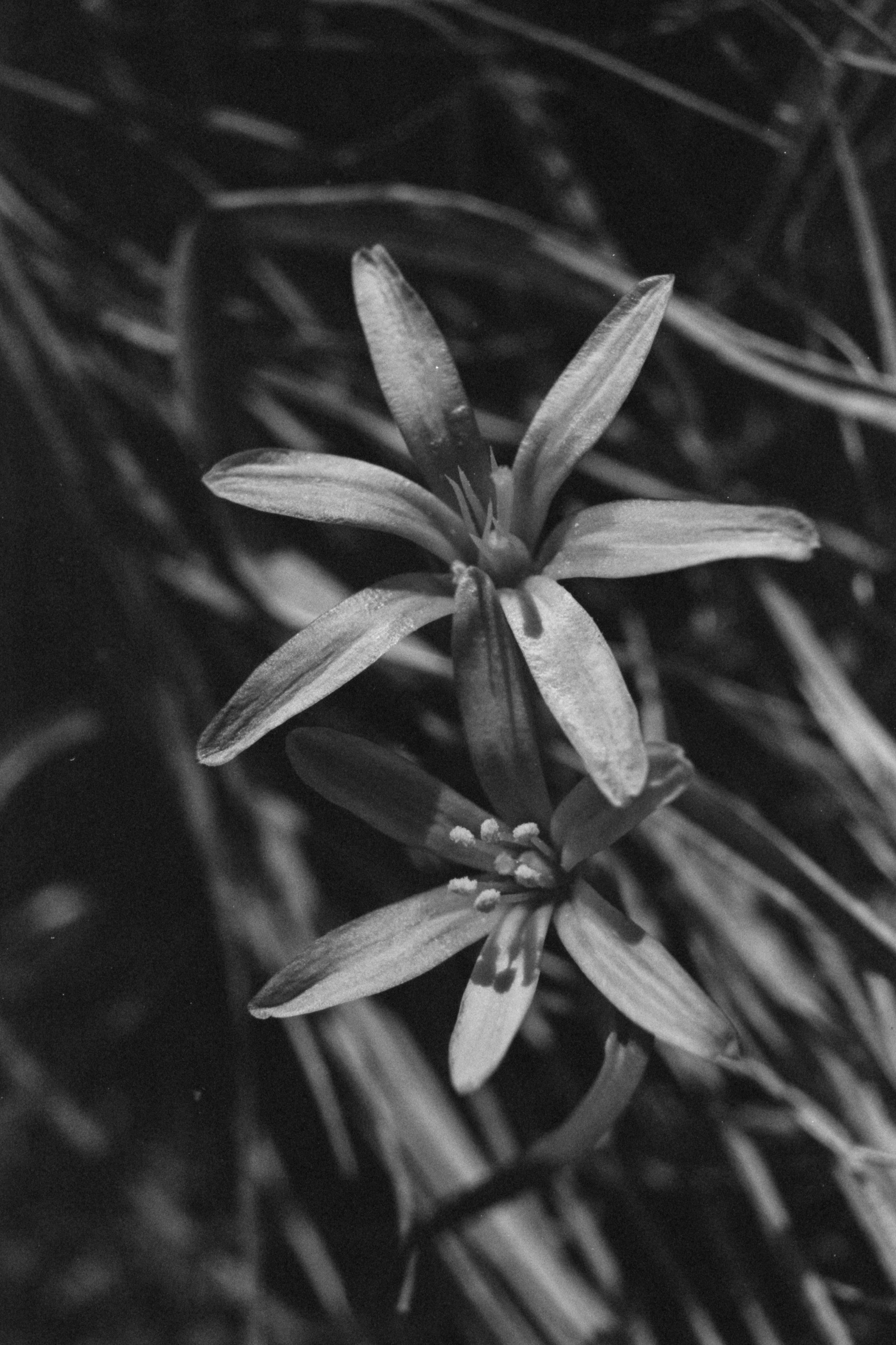 Пленочная история. Дмитрий Пропадалин, Нейрофотография