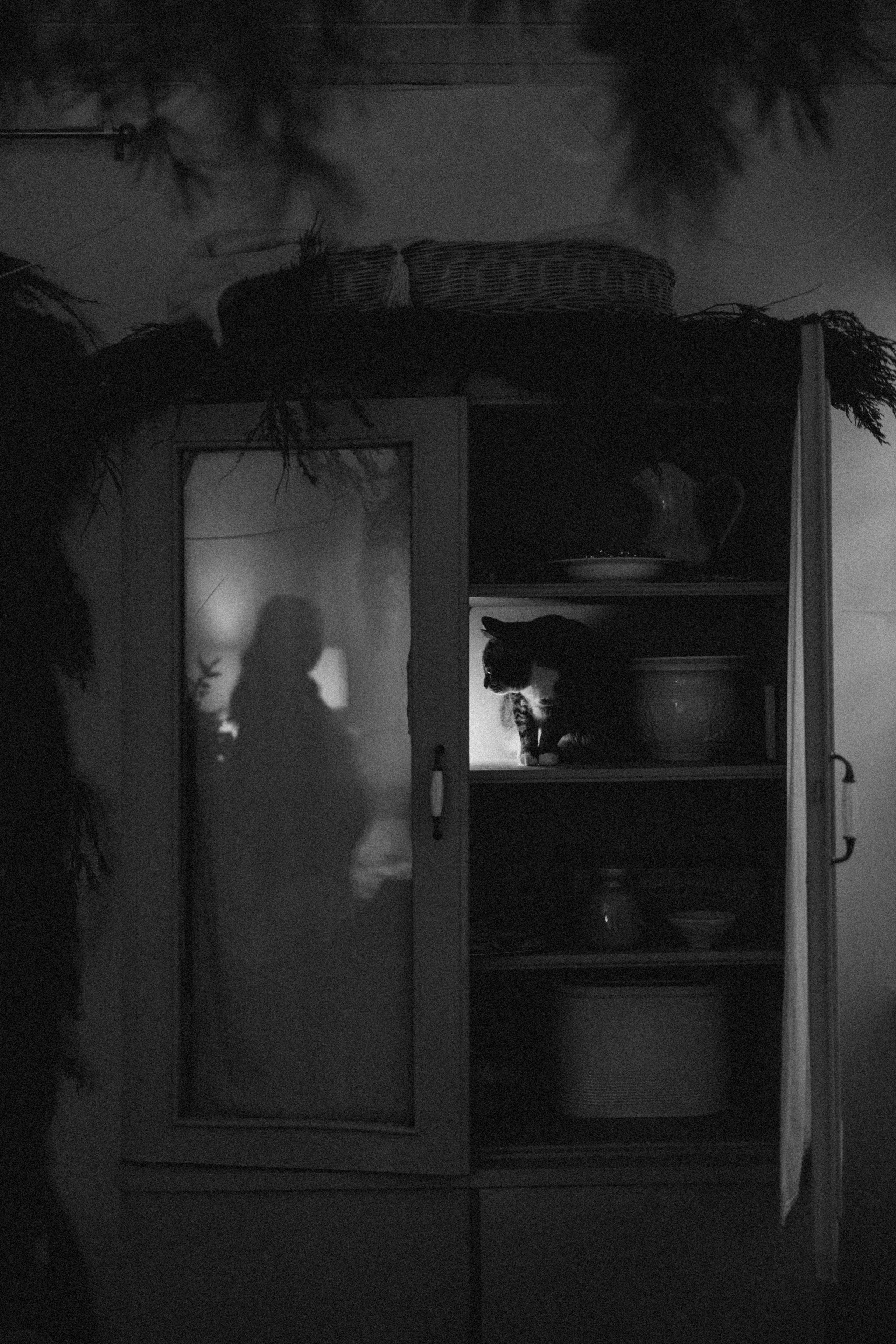 Вегас, Веник и их семья. Фотограф — Анималист | Санкт-Петербург