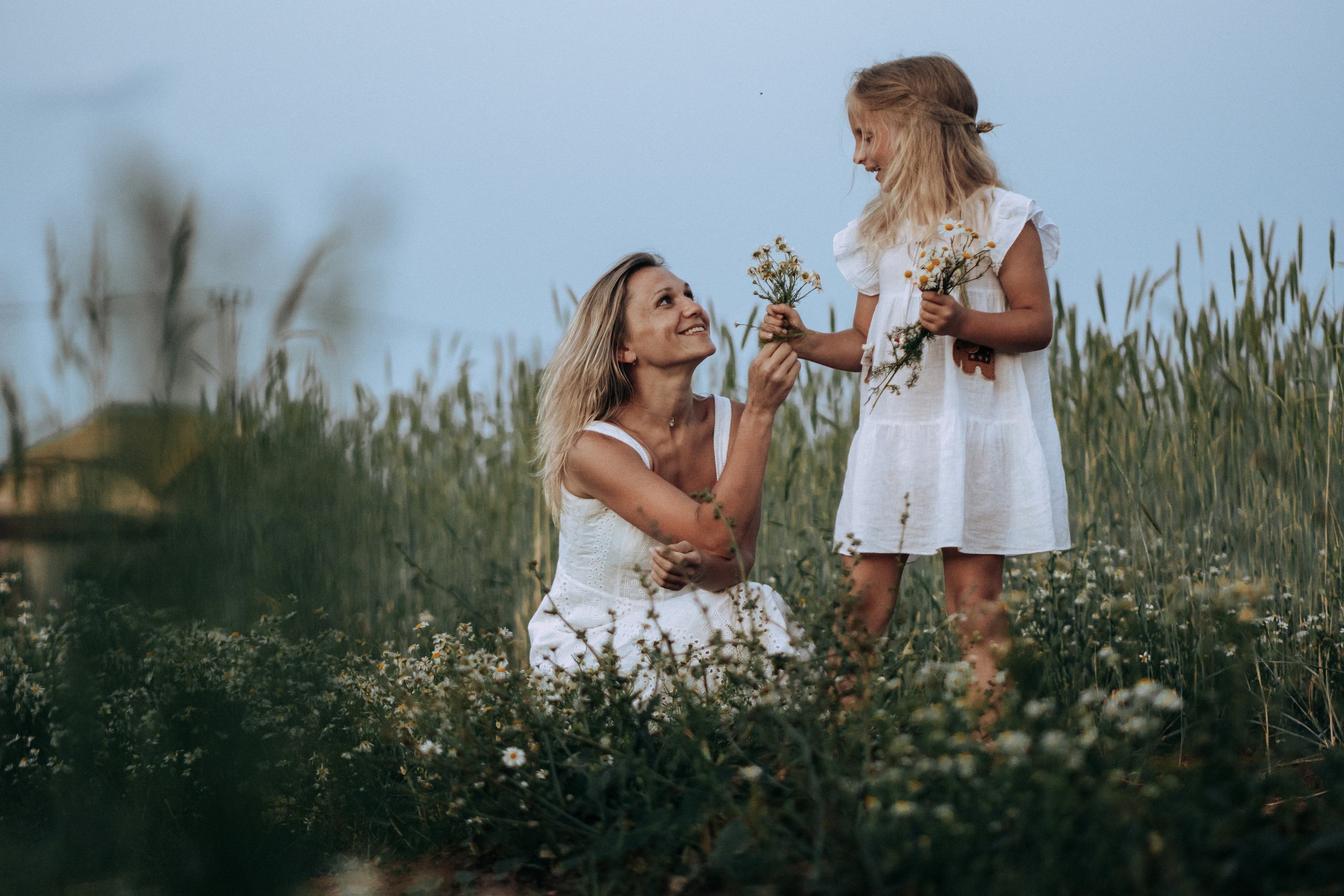 Девочка делает букет из ромашек для мамы на закате