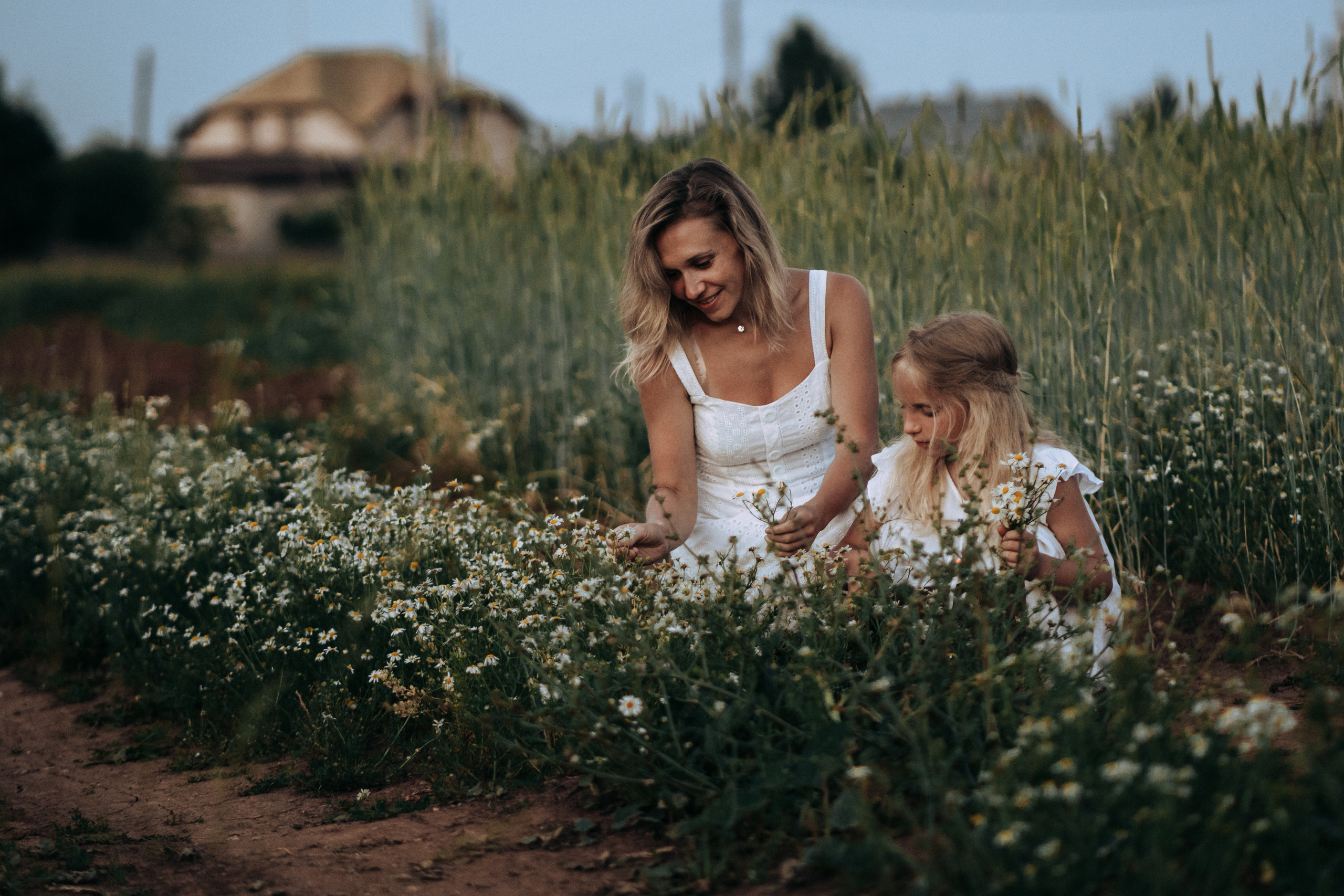 Девочка делает букет из ромашек для мамы на закате