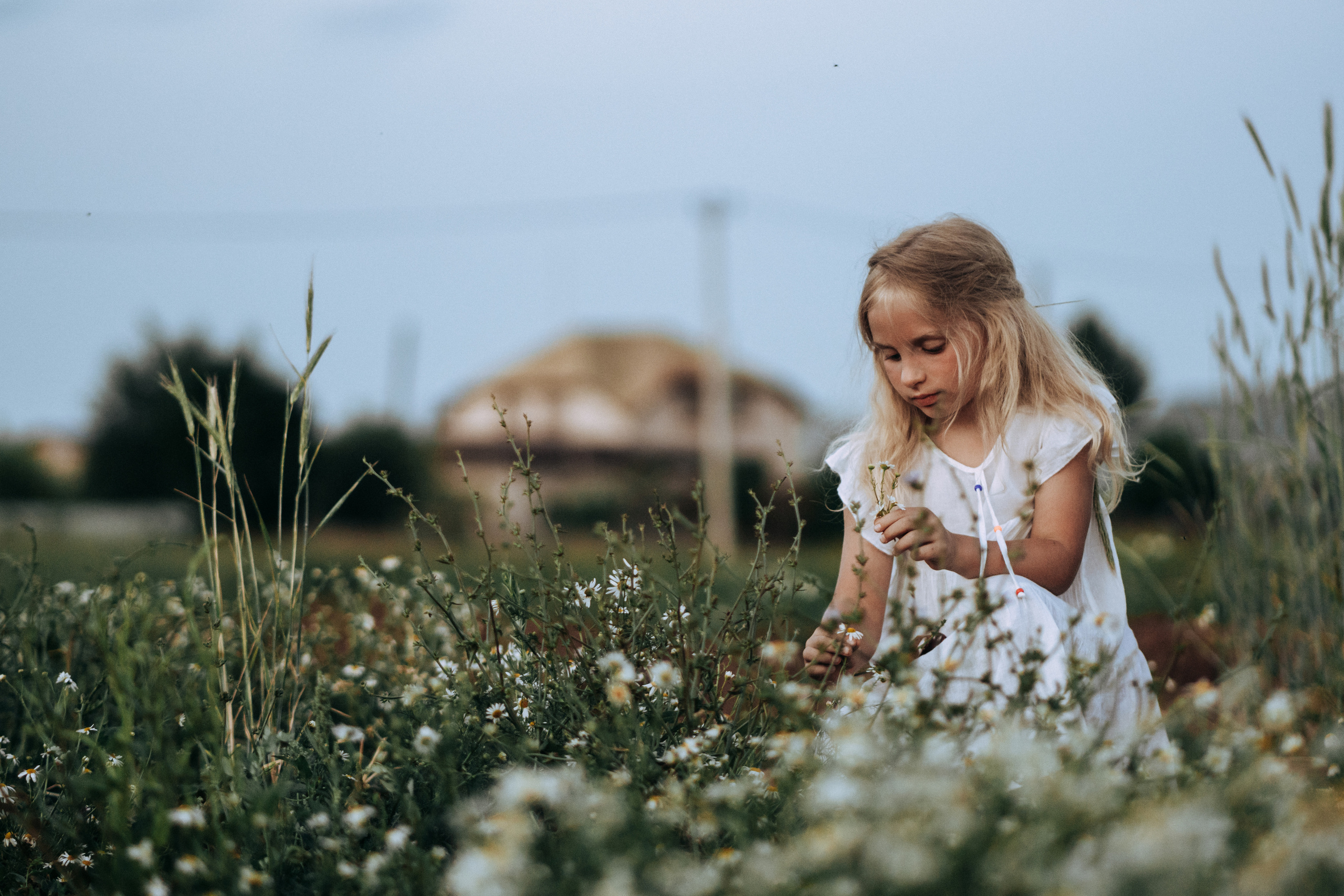 Девочка делает букет из ромашек для мамы на закате
