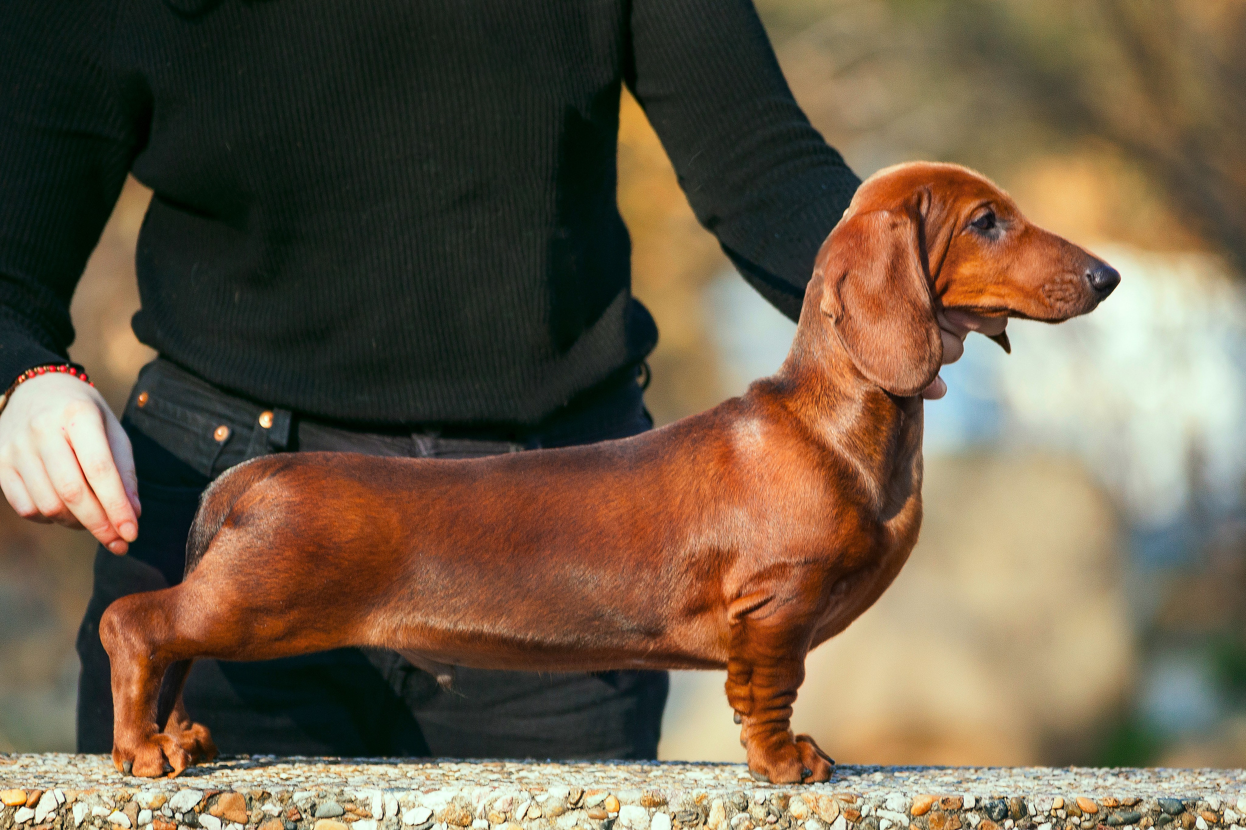 Экстерьерные фото. Slavilada-Лапки. Свет. Любовь… Профессиональная фотосессия питомцев Для памяти, пристройства и продажи. Хабаровск