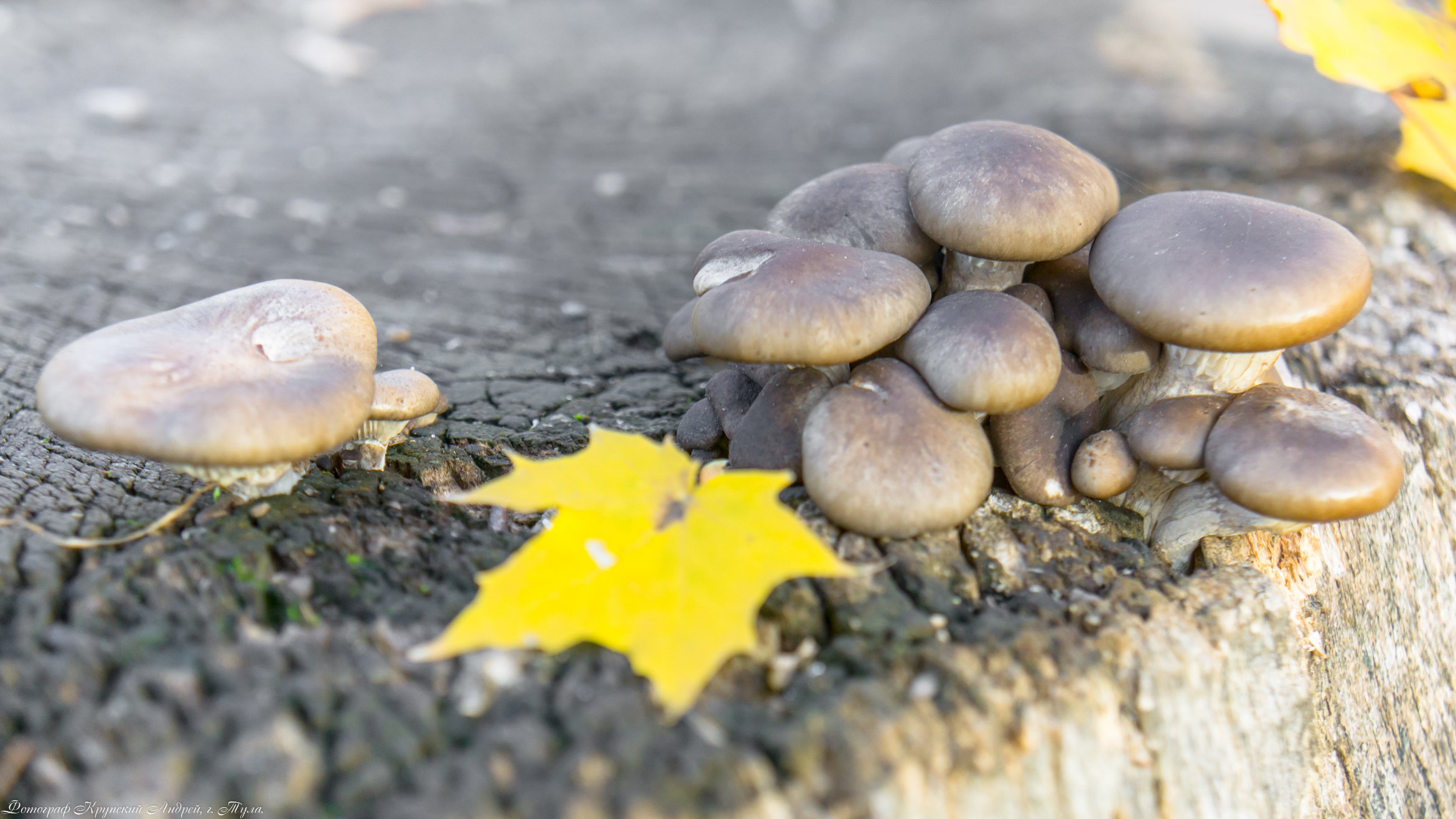 Золотая осень в Туле. Фотограф в Туле Крупский АнДРей. Фотостудия «КАДР71» в Туле