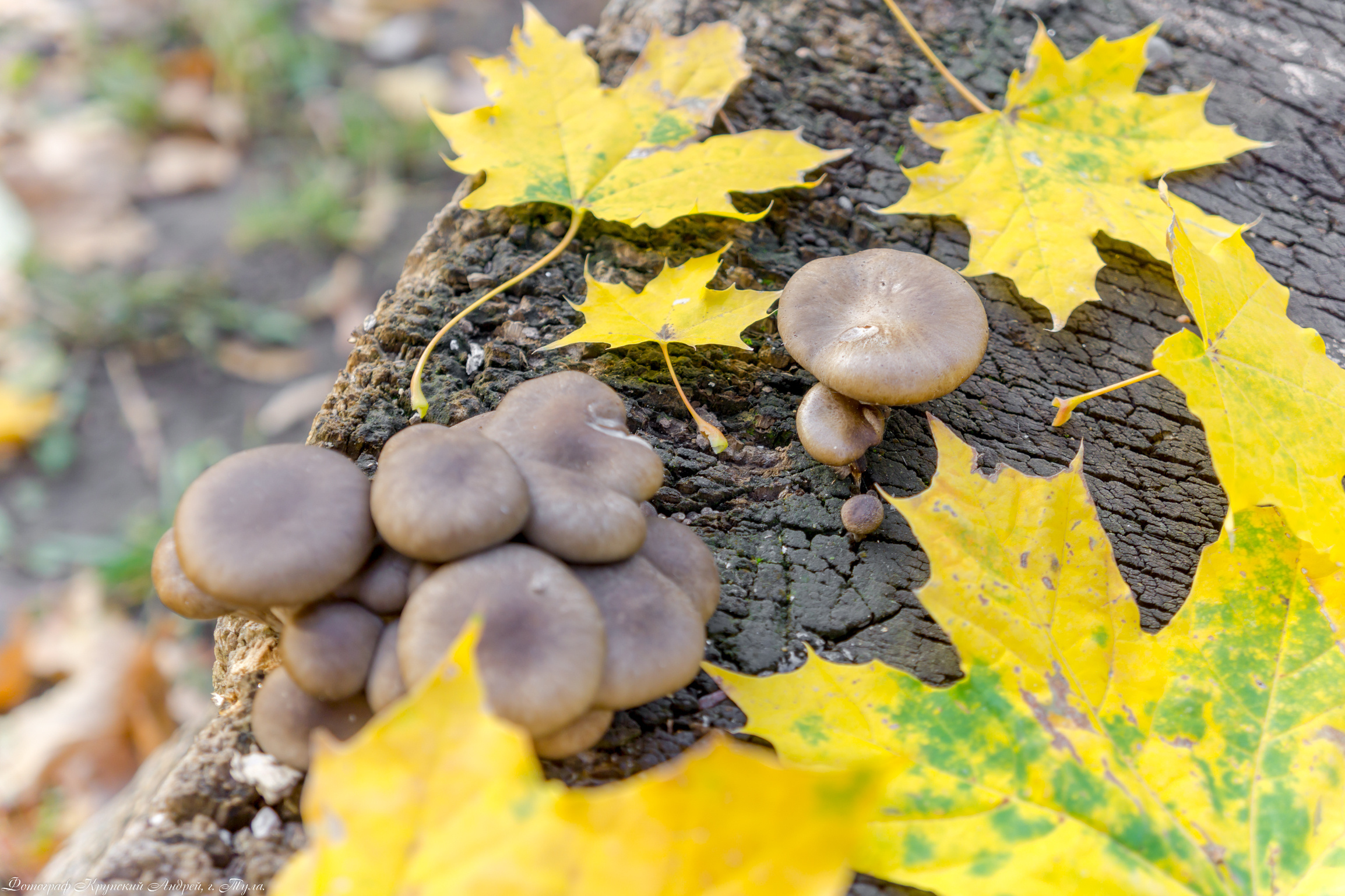 Золотая осень в Туле. Фотограф в Туле Крупский АнДРей. Фотостудия «КАДР71» в Туле